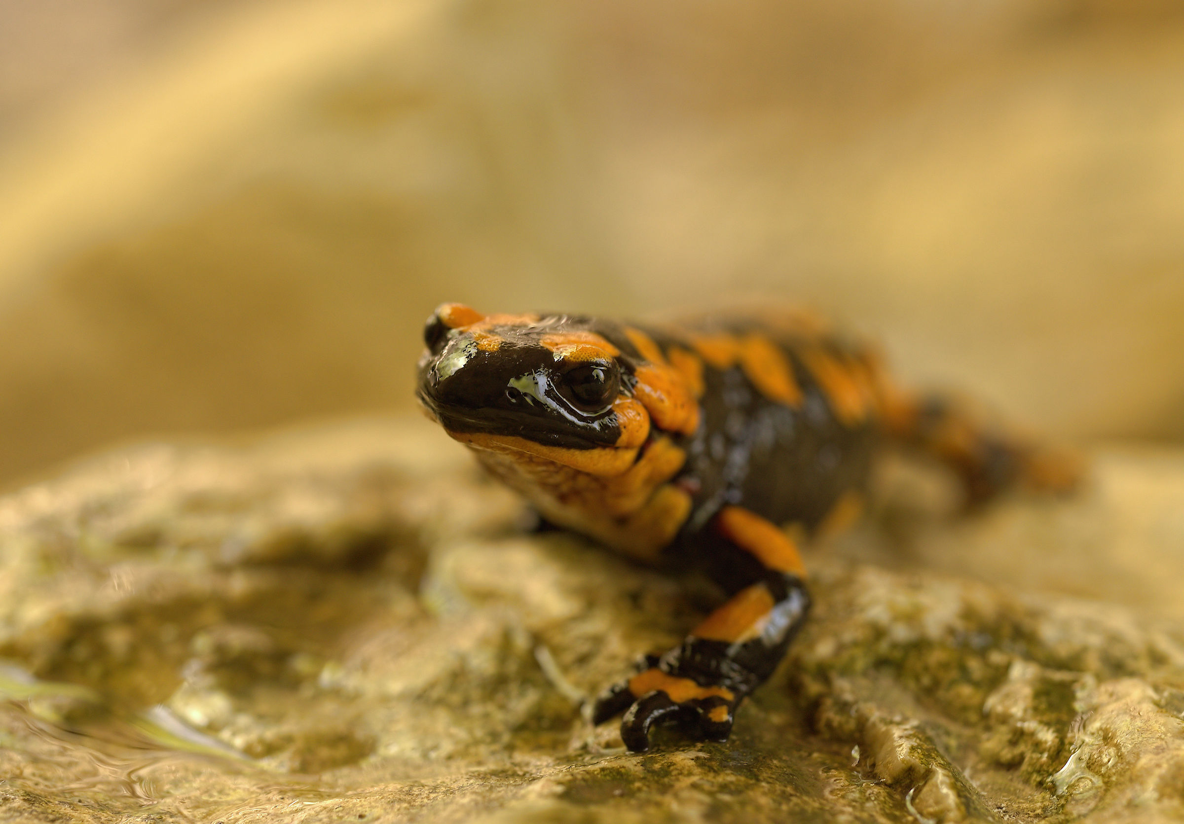 Salamandra pezzata (Salamandra Salamandra giglioils)