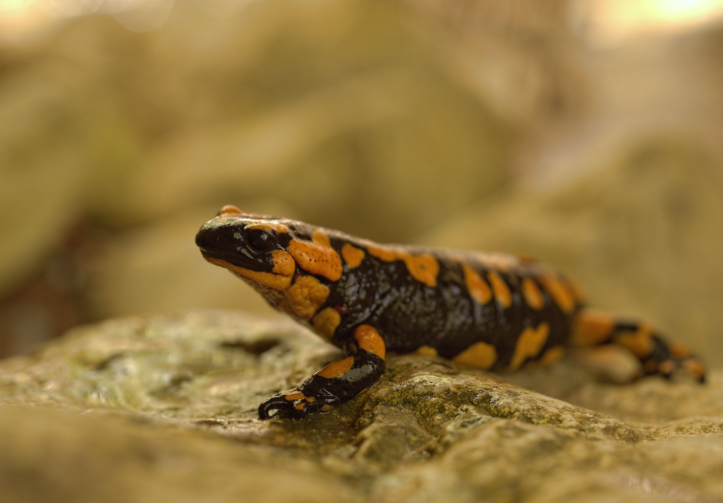 Salamandra pezzata (Salamandra Salamandra giglioils)