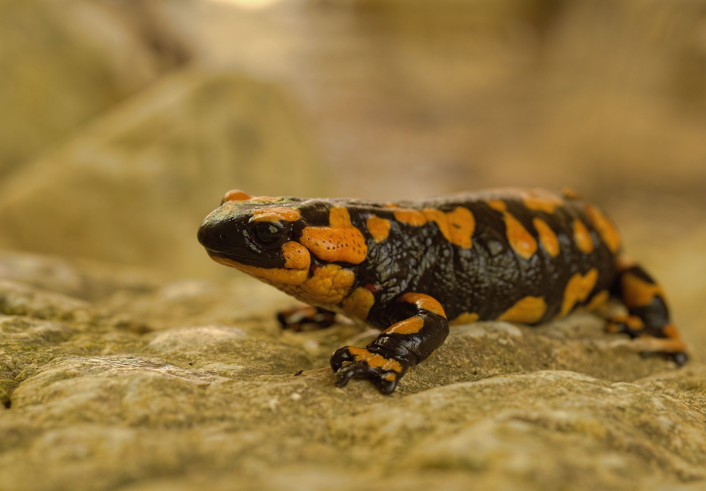 Salamandra pezzata (Salamandra Salamandra giglioils)
