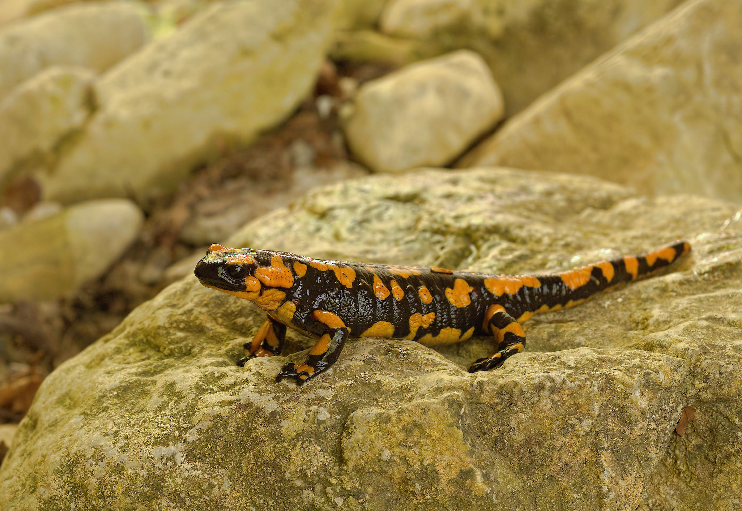 Salamandra pezzata (Salamandra Salamandra giglioils)