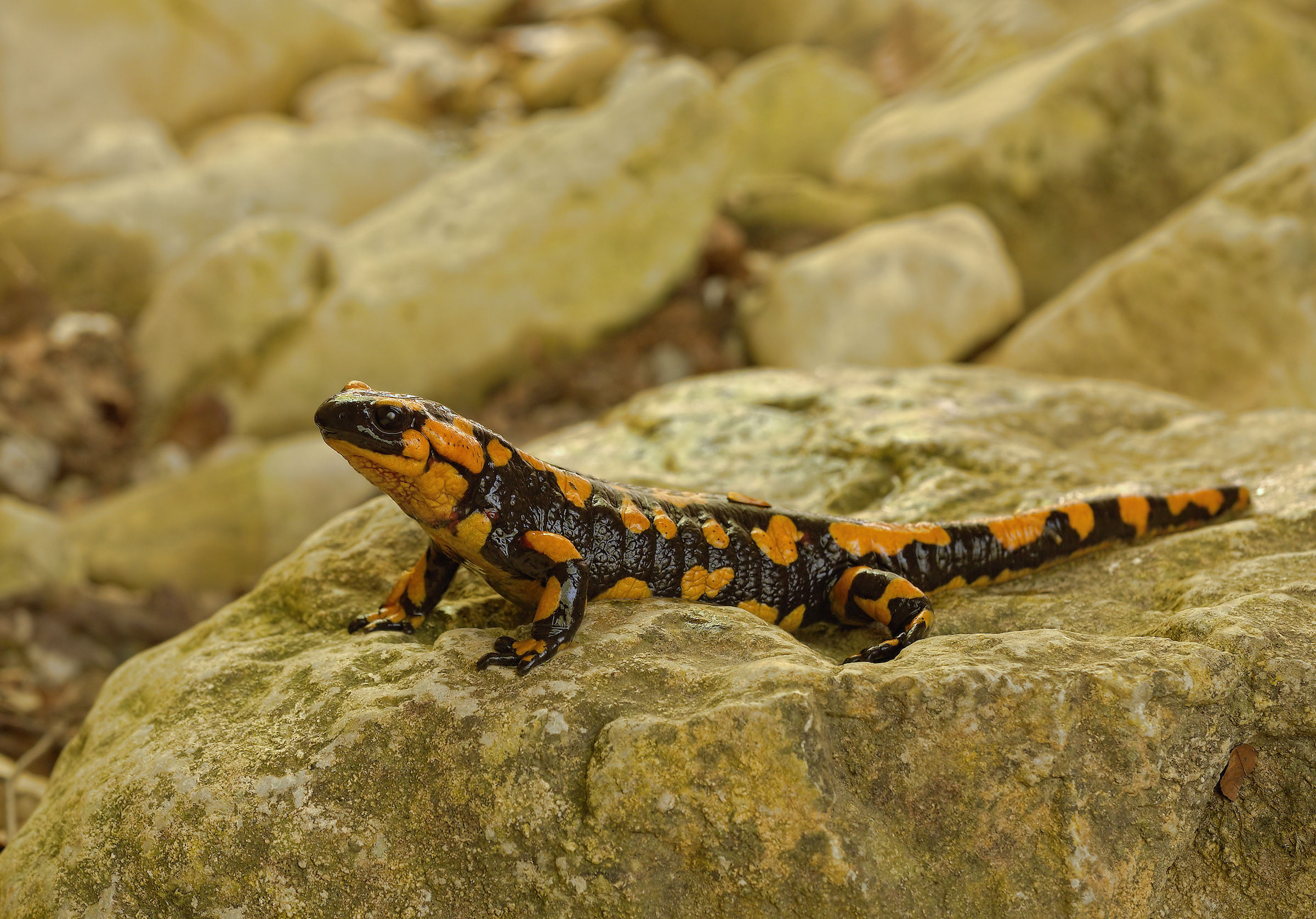 Salamandra pezzata (Salamandra Salamandra giglioils)