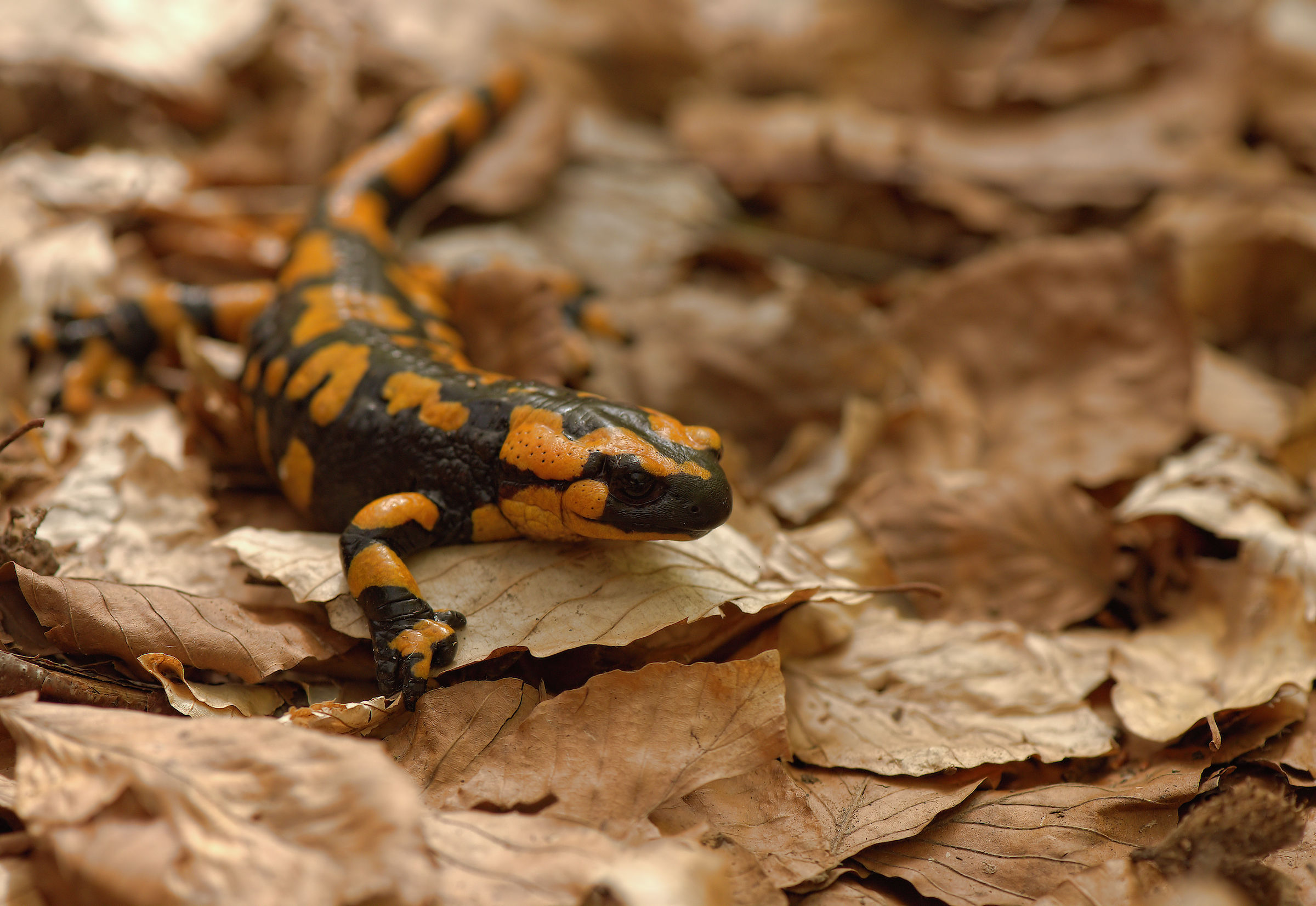 Salamandra pezzata (Salamandra Salamandra giglioils)