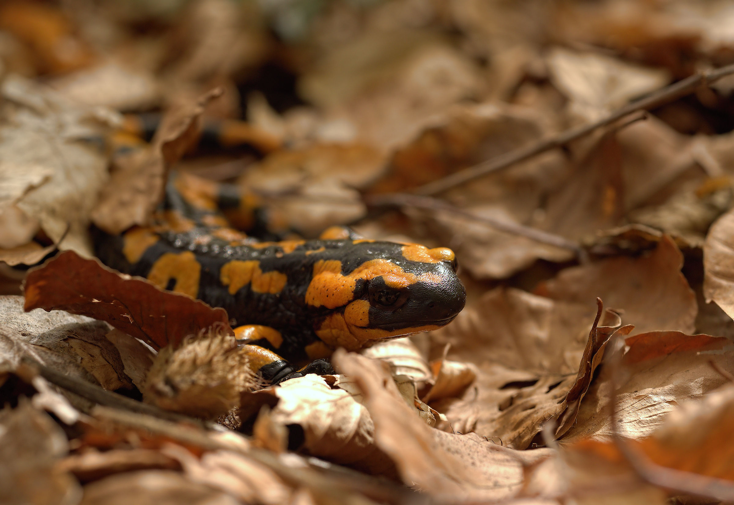Salamandra pezzata (Salamandra Salamandra giglioils)