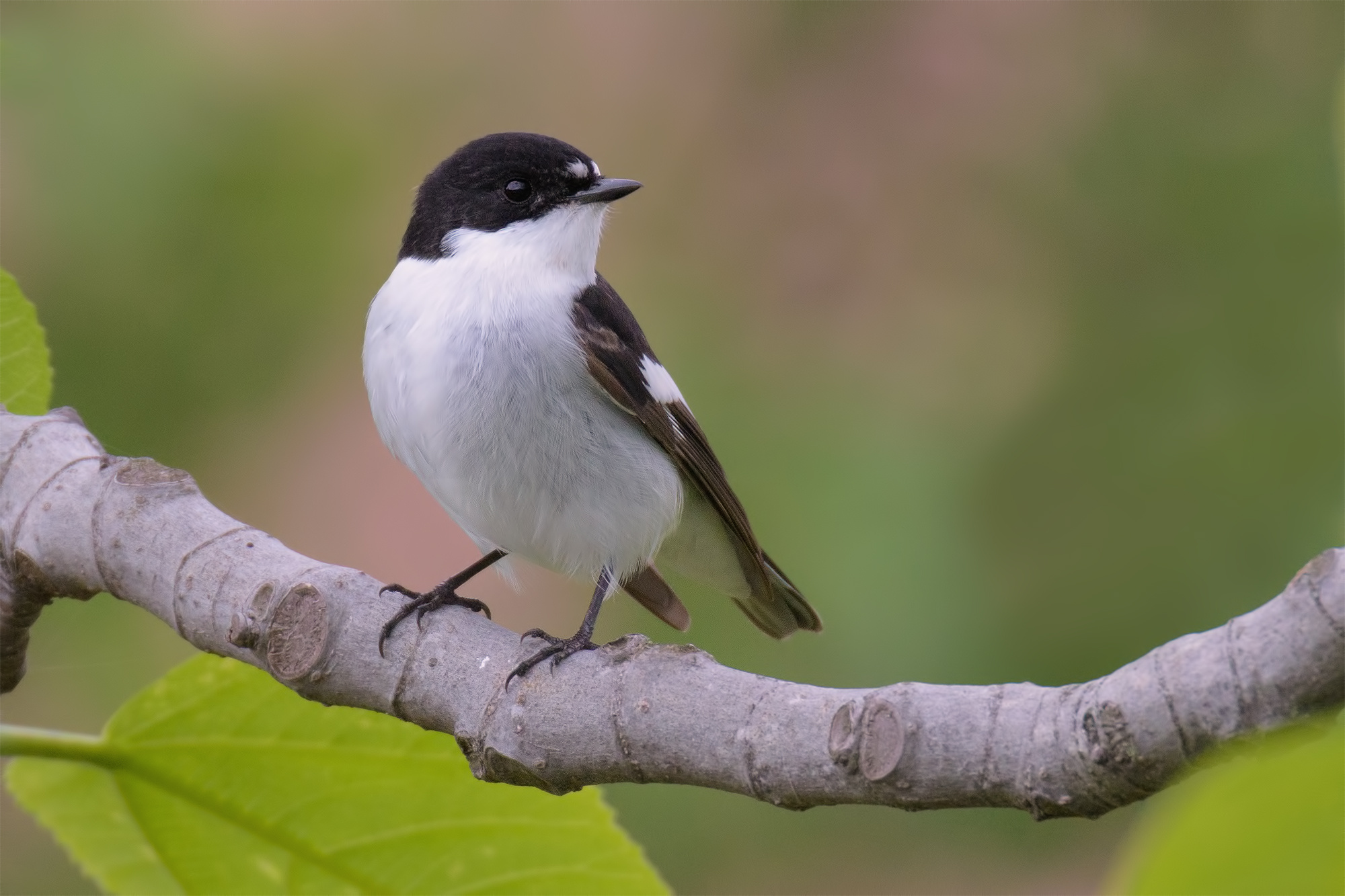 Balia Nera maschio- Montemarcello