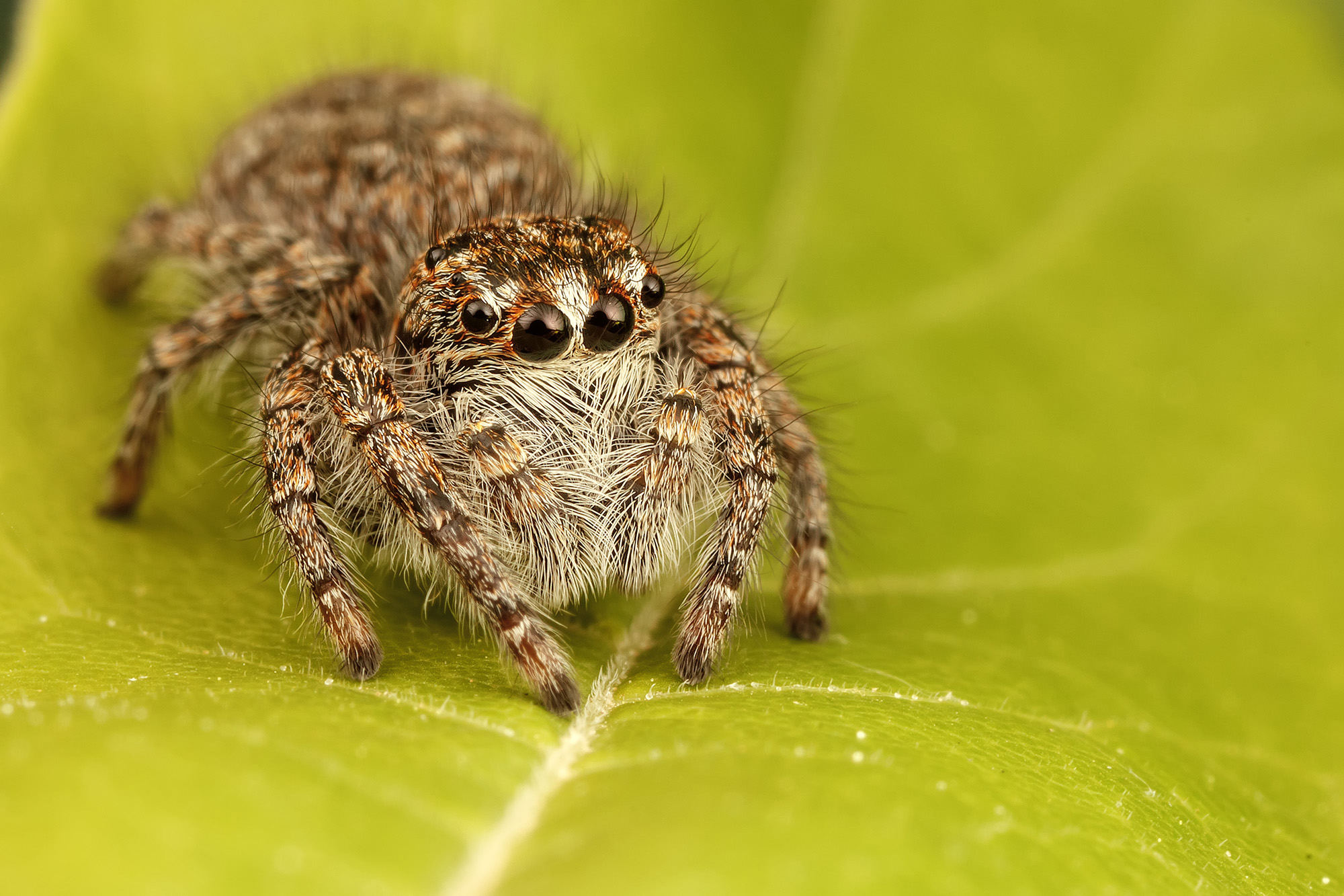 Jumping spider