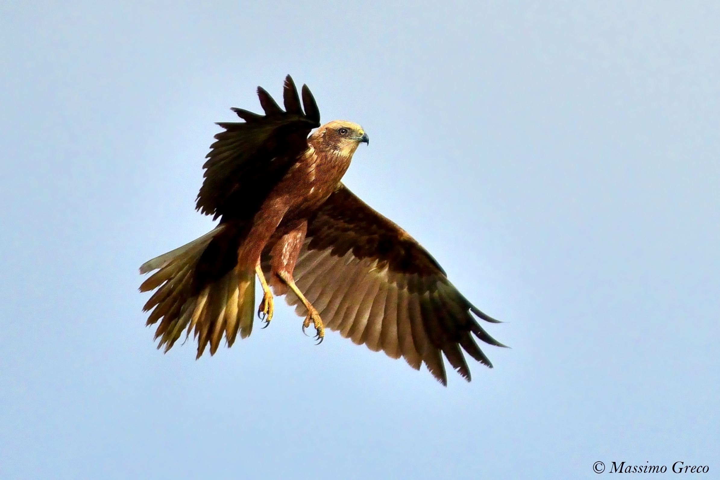 Marsh Hawk (Circus aeruginosus)