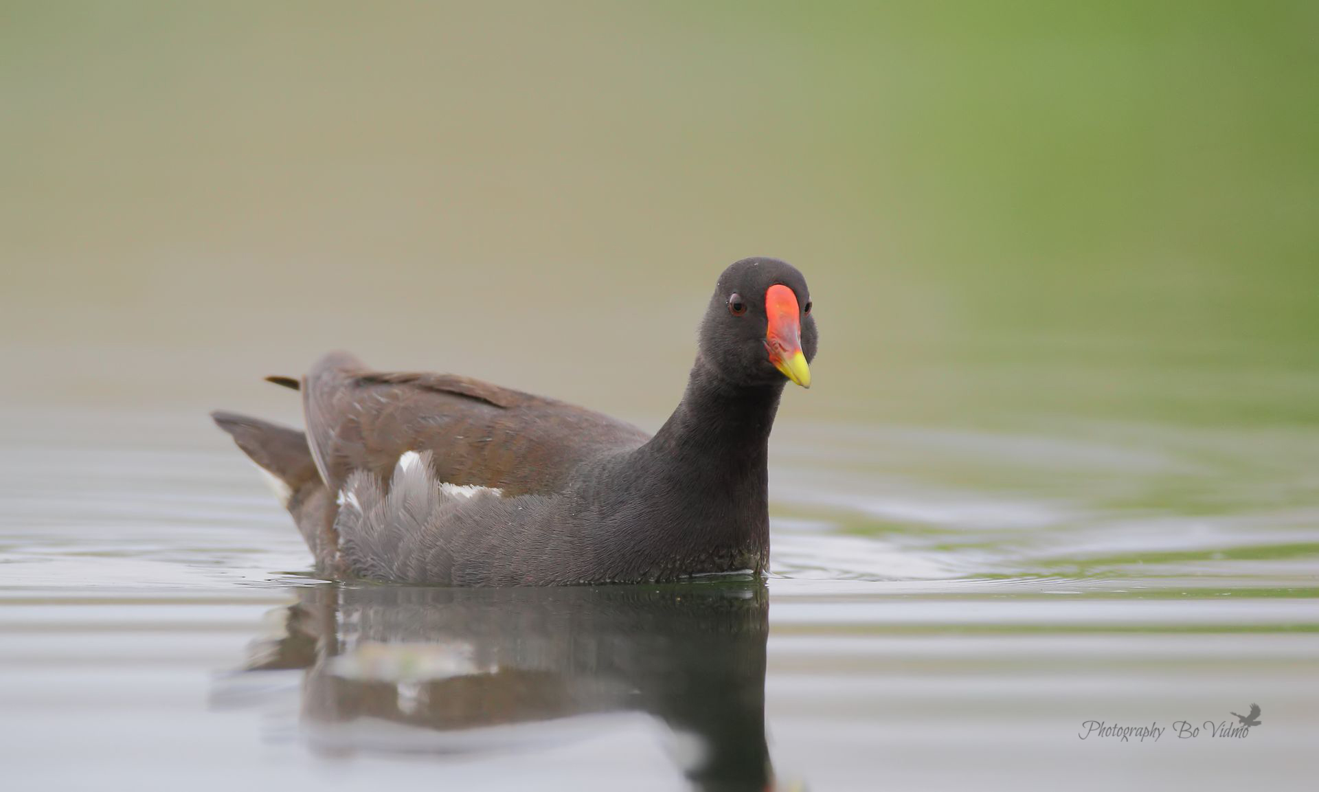 Gallinule D, Water