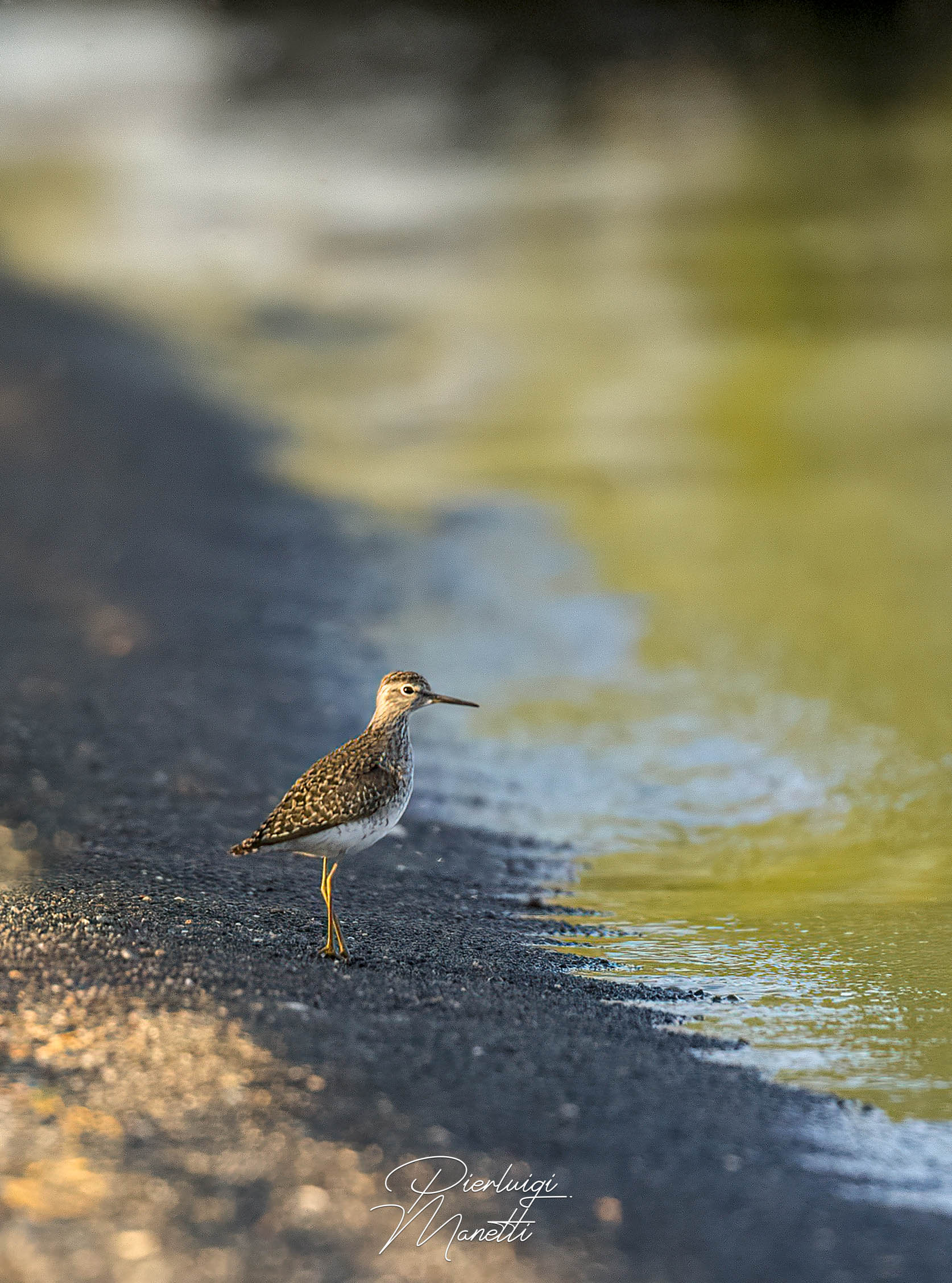Piro piro boschereccio sulle sponde del lago di Bolsena