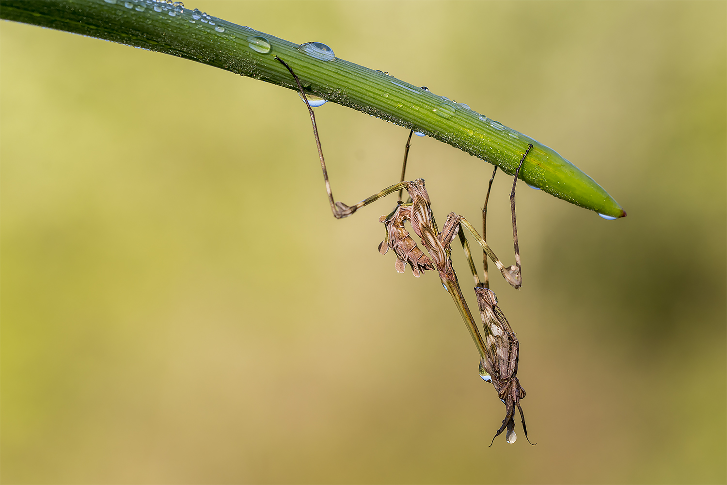 Empusa pennata.