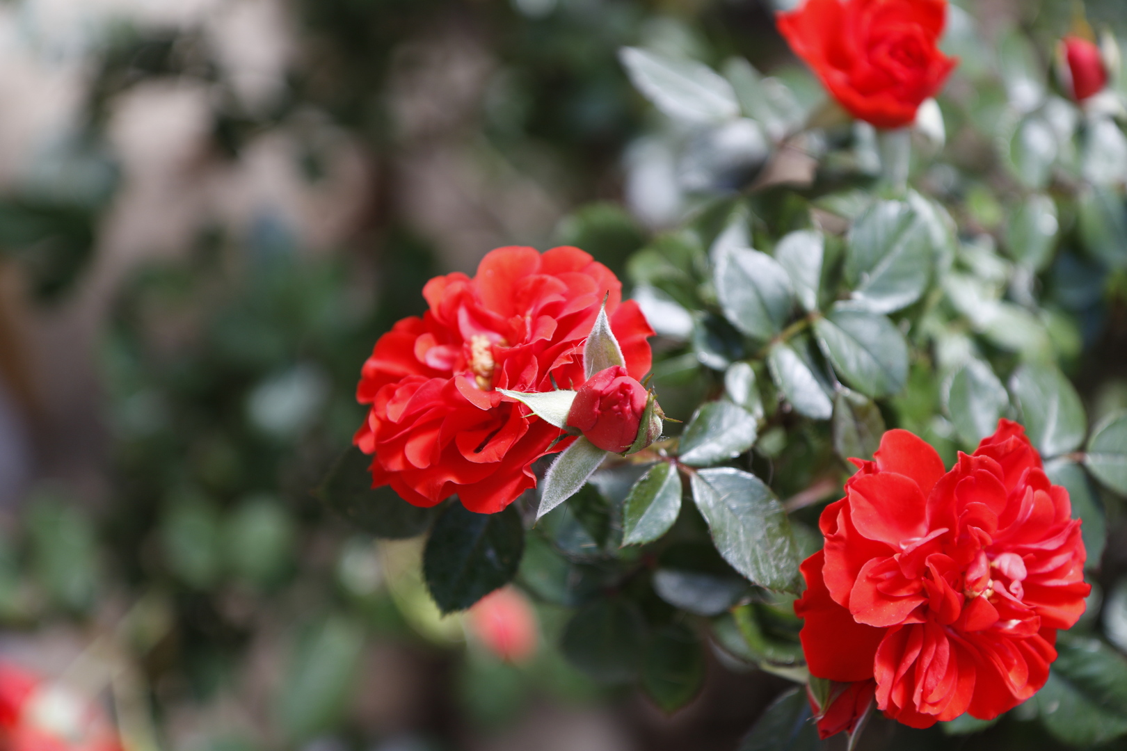 Rose rosse del mio giardino