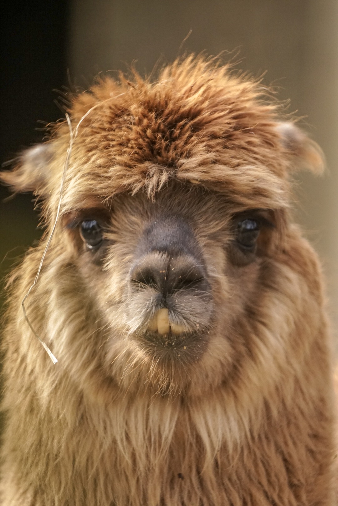 Alpaca