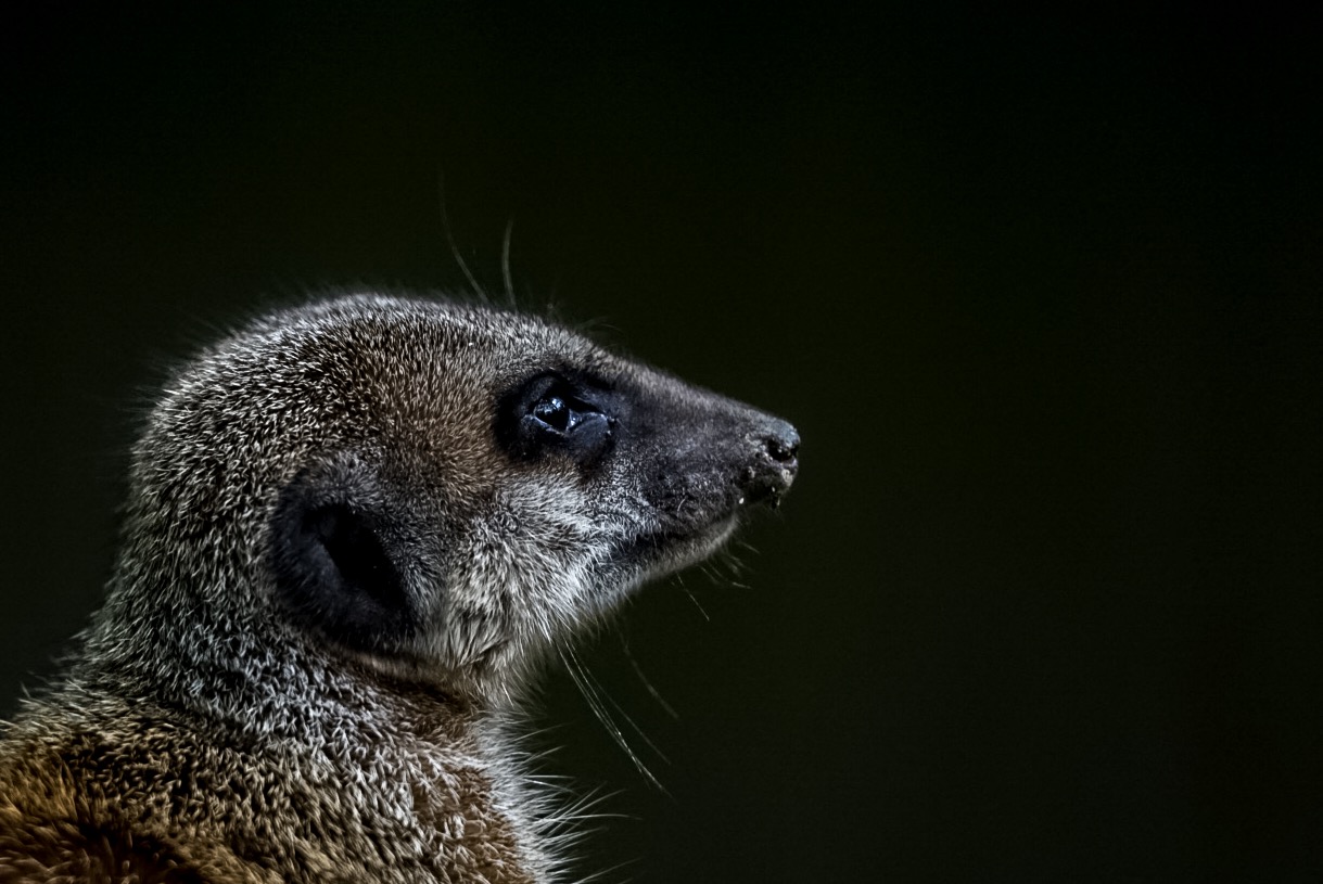 Suricate
