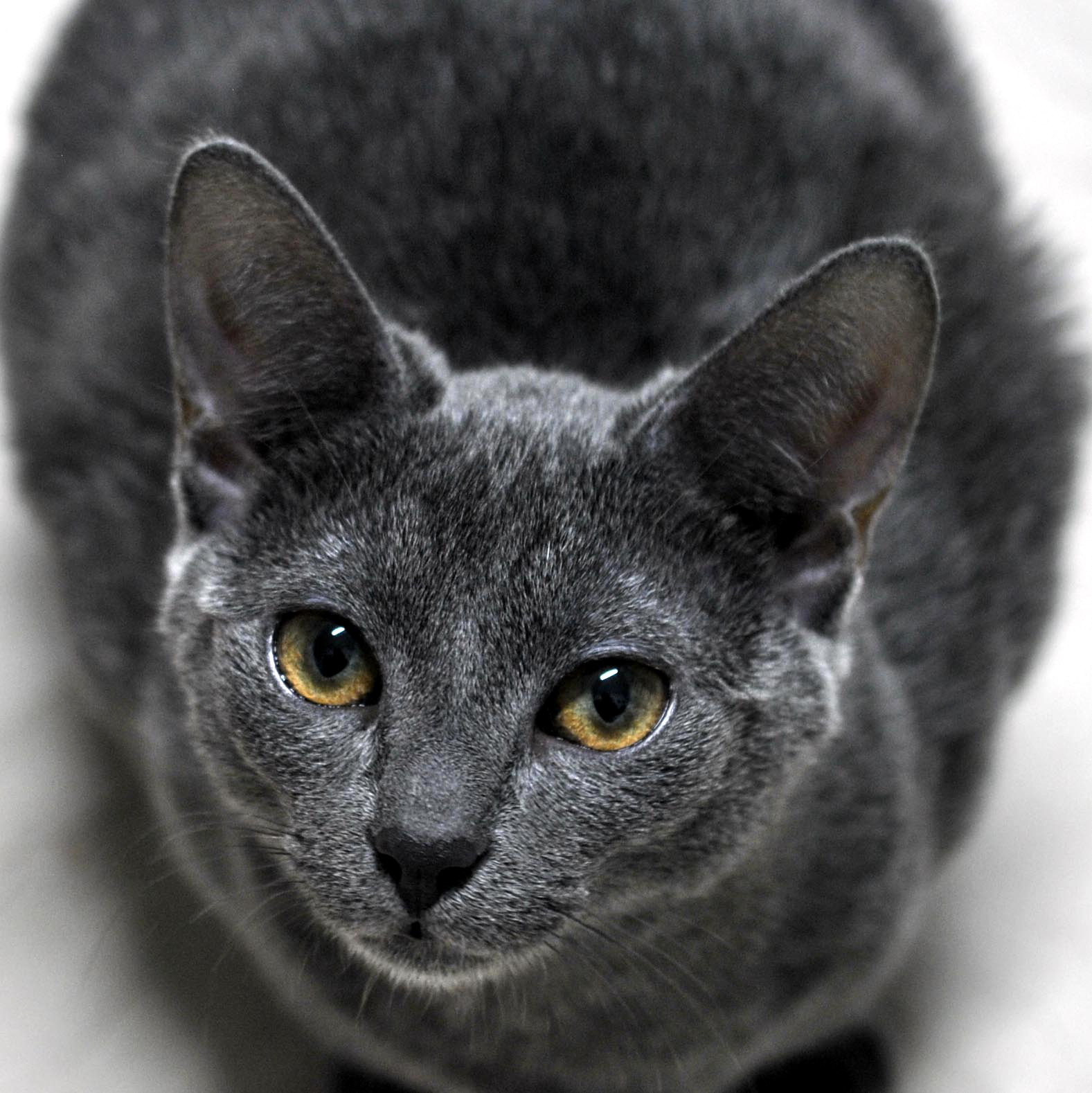 First shots: Tweety is the charming