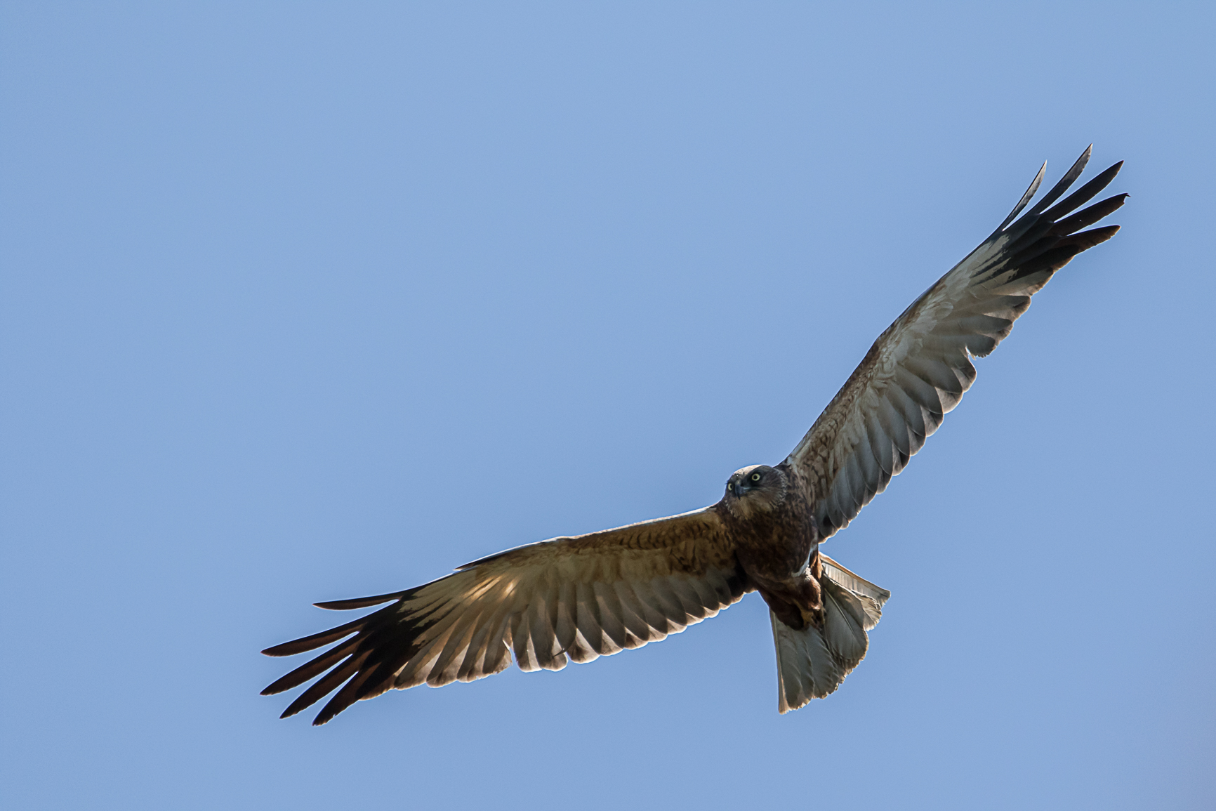 Falco di palude