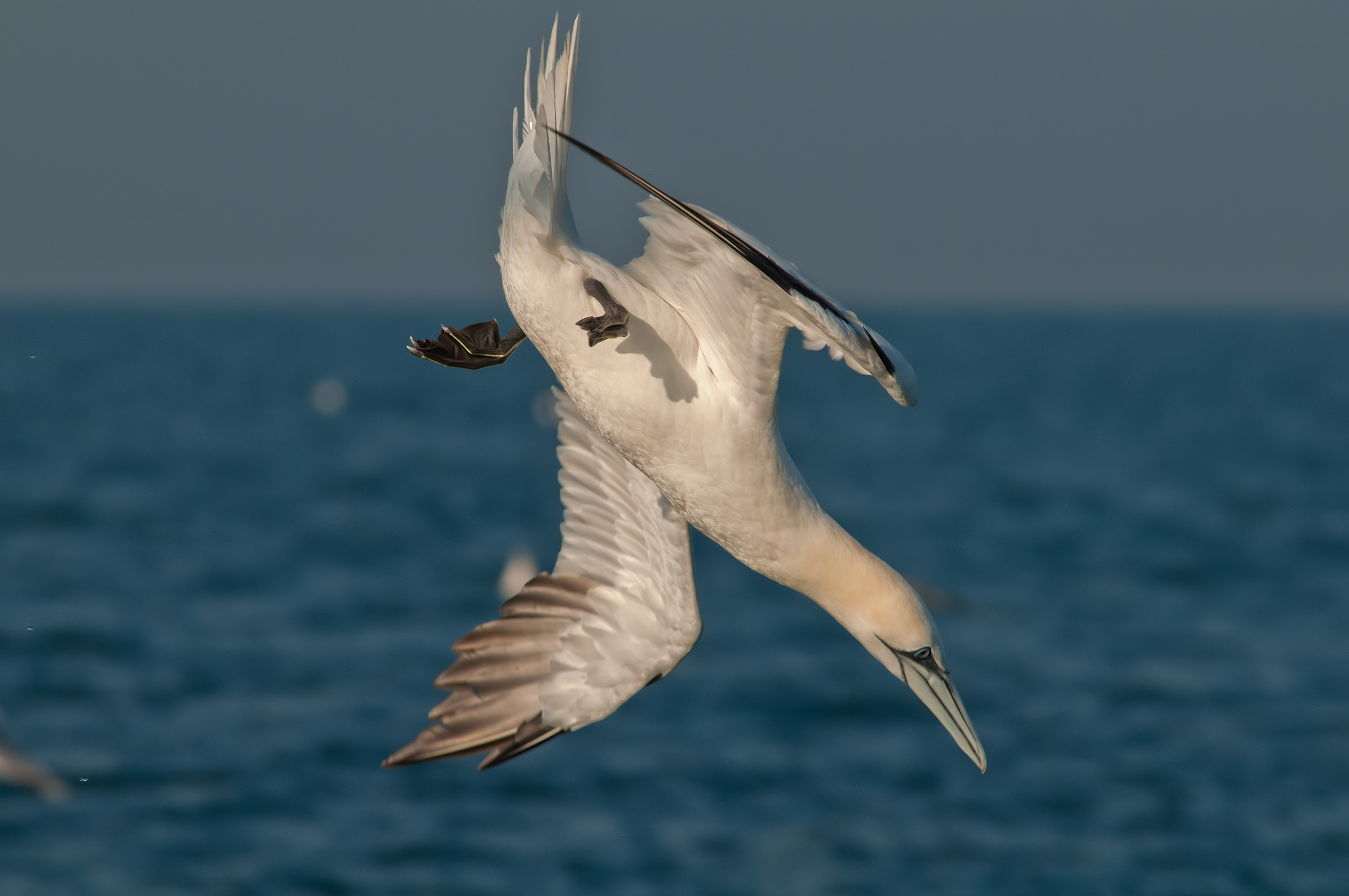 sula adulta in picchiata