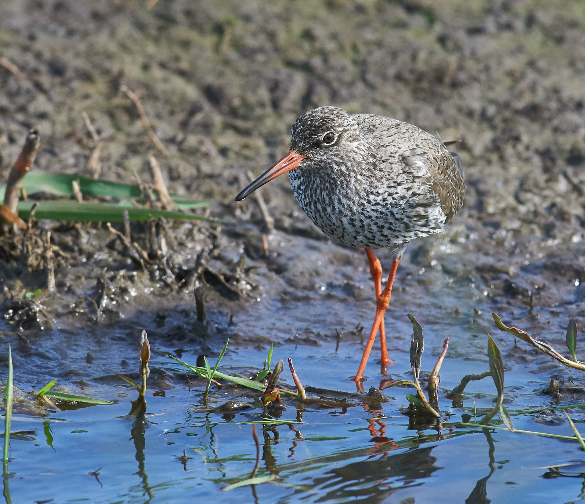Redshank