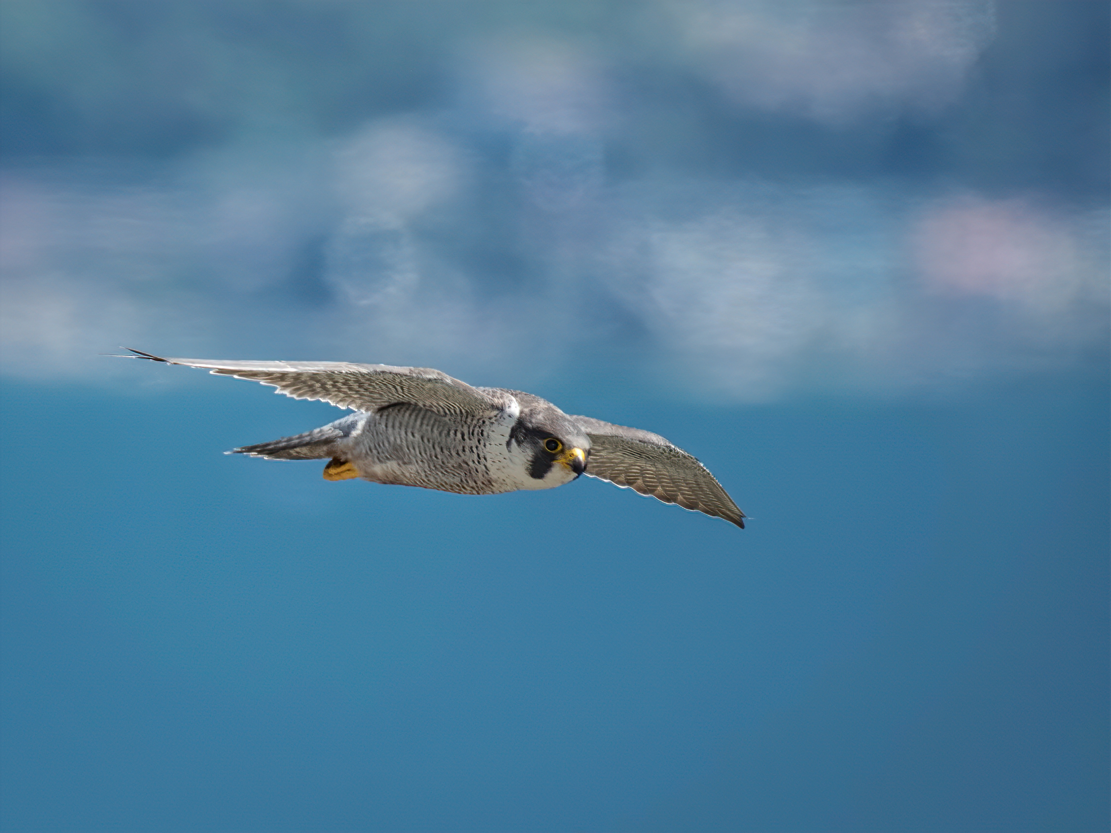 Falco pellegrino sul Garda
