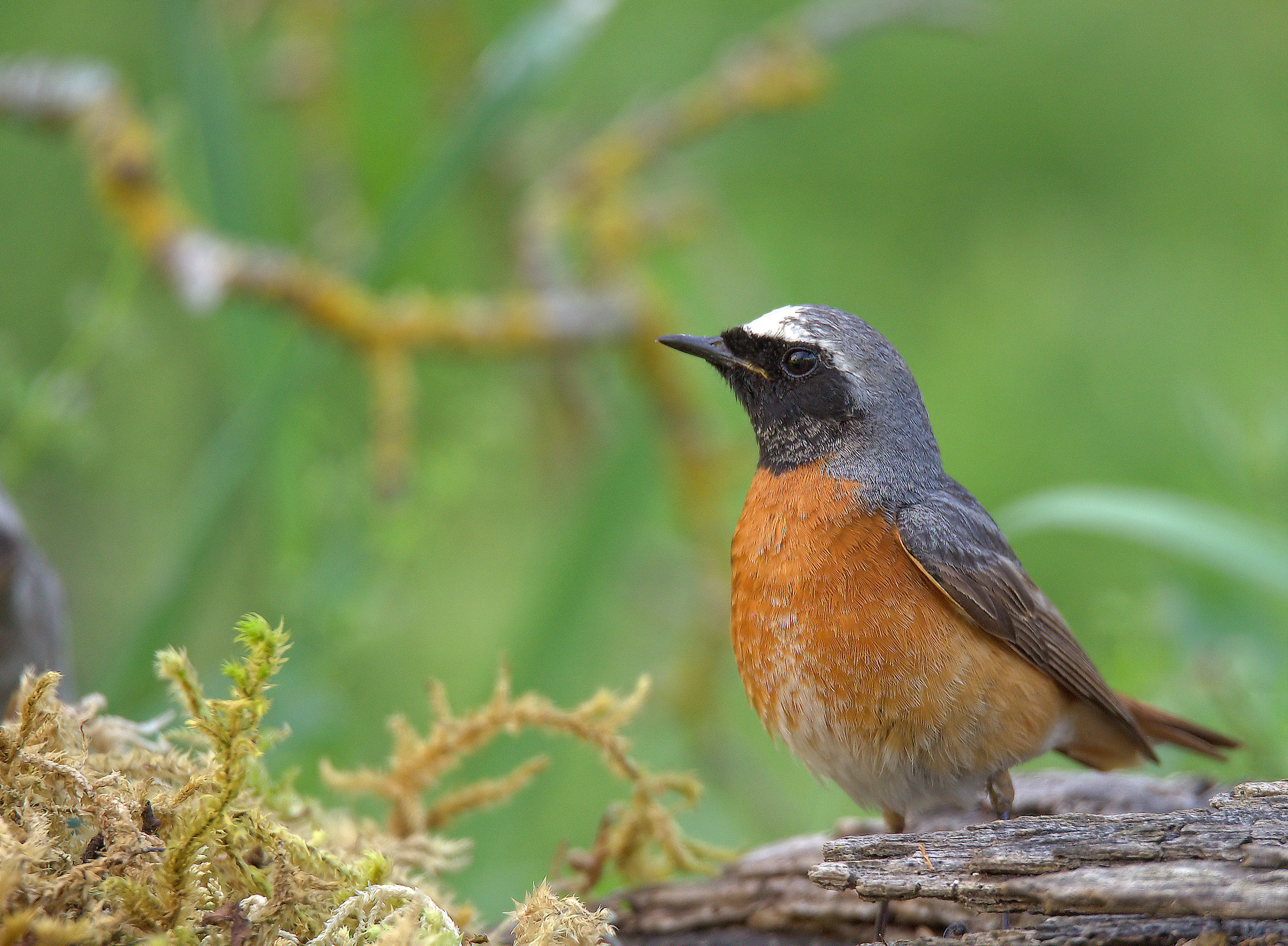 Male Common Redlight