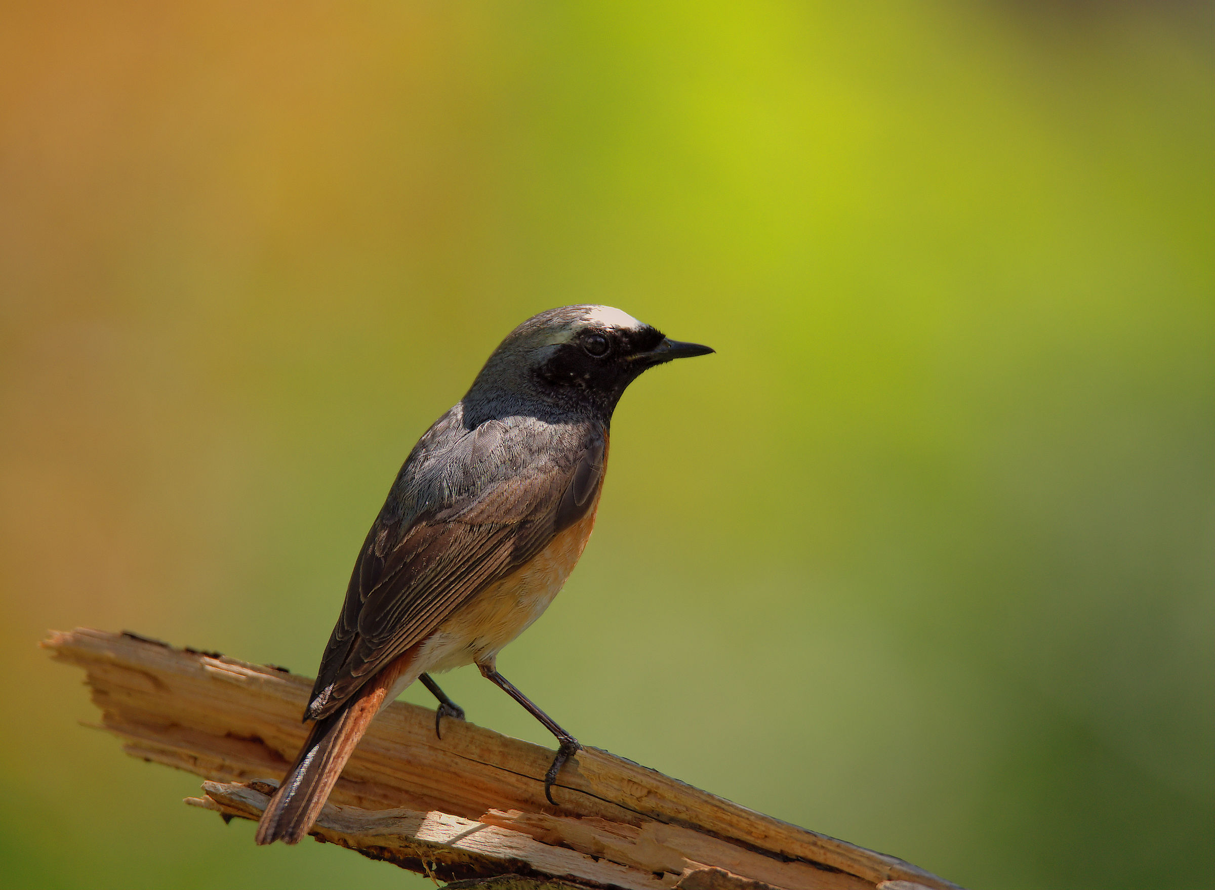 Male Common Redlight