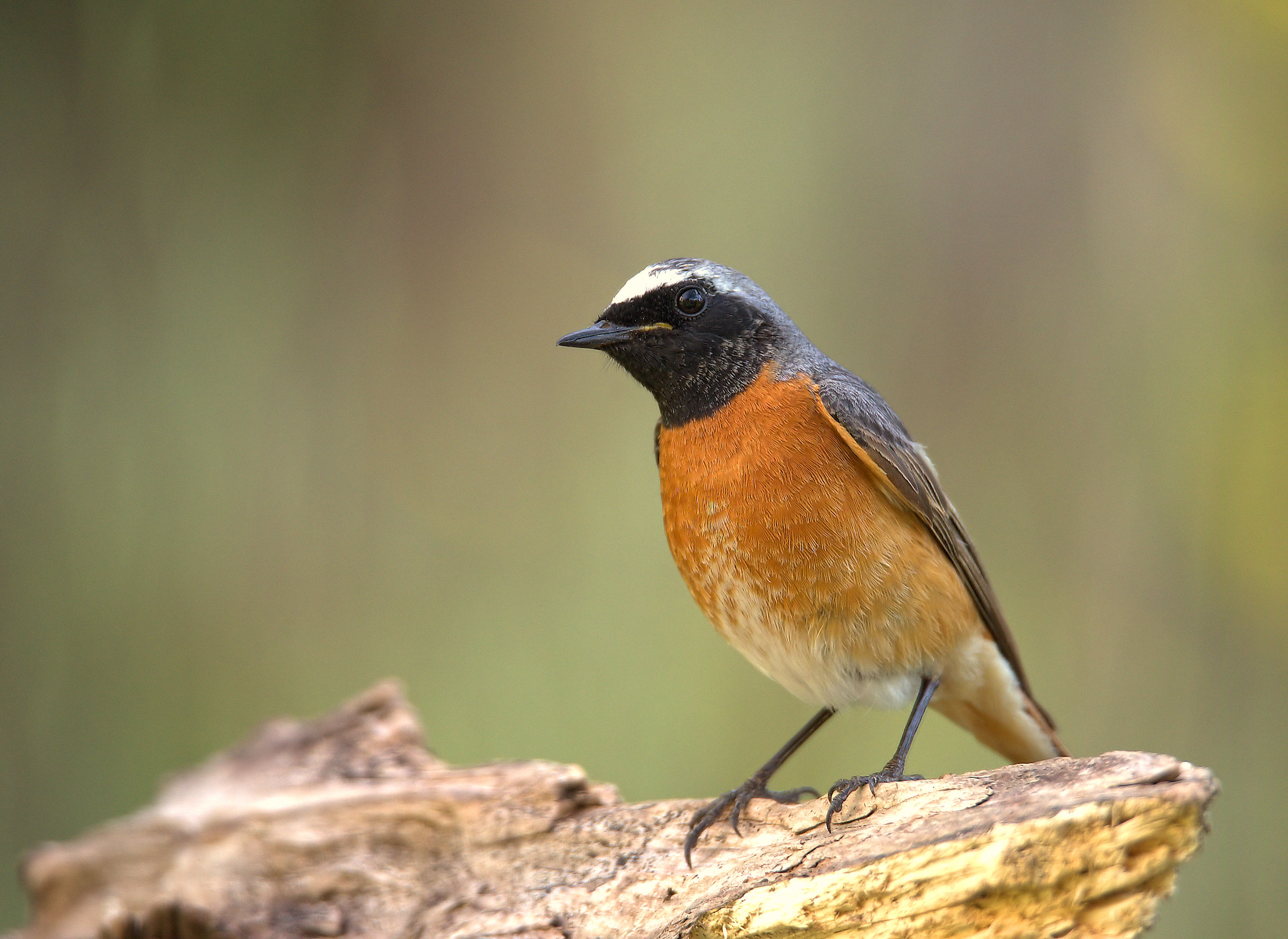 Male Common Redlight