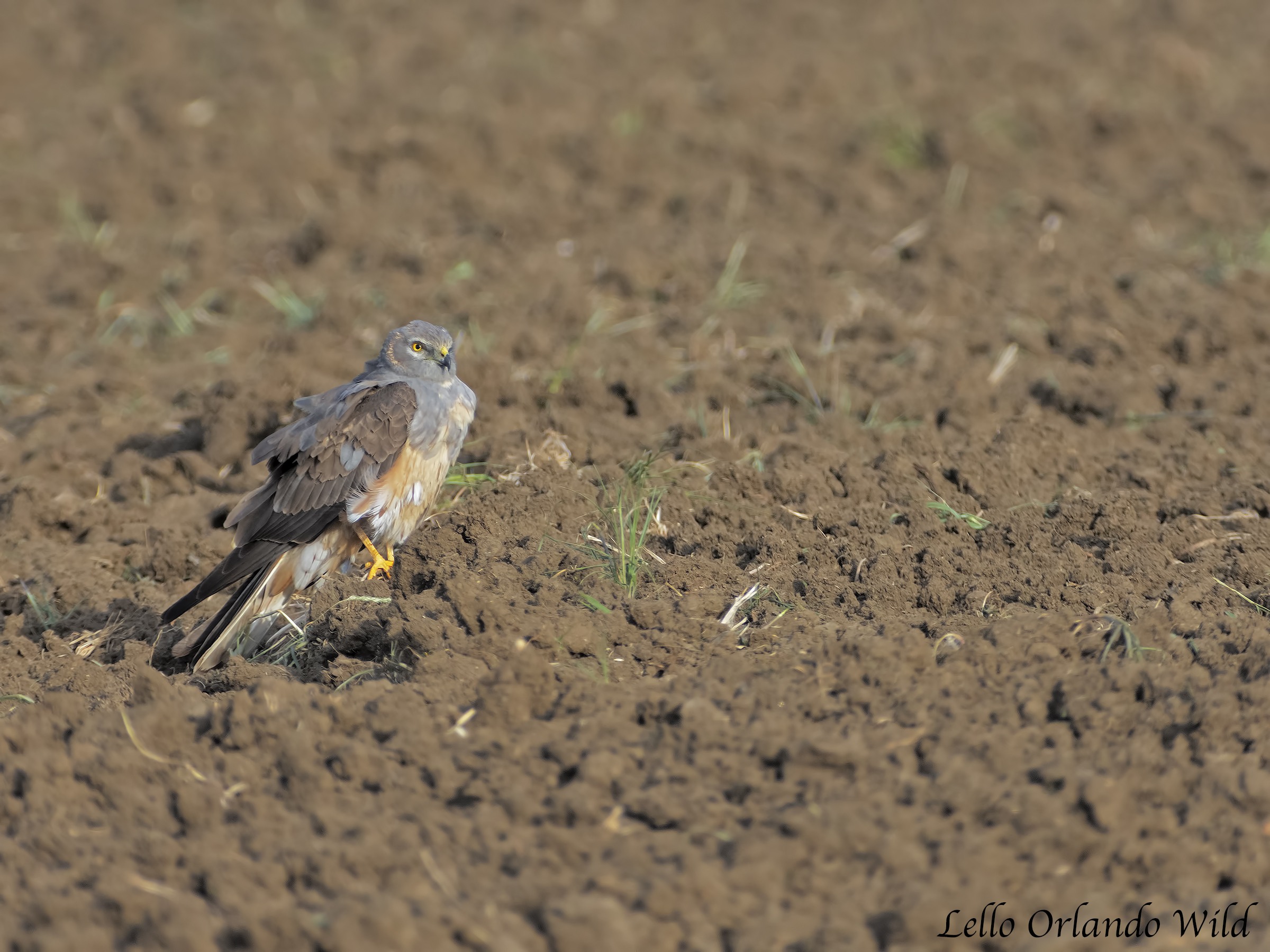 Lesser male Albanella