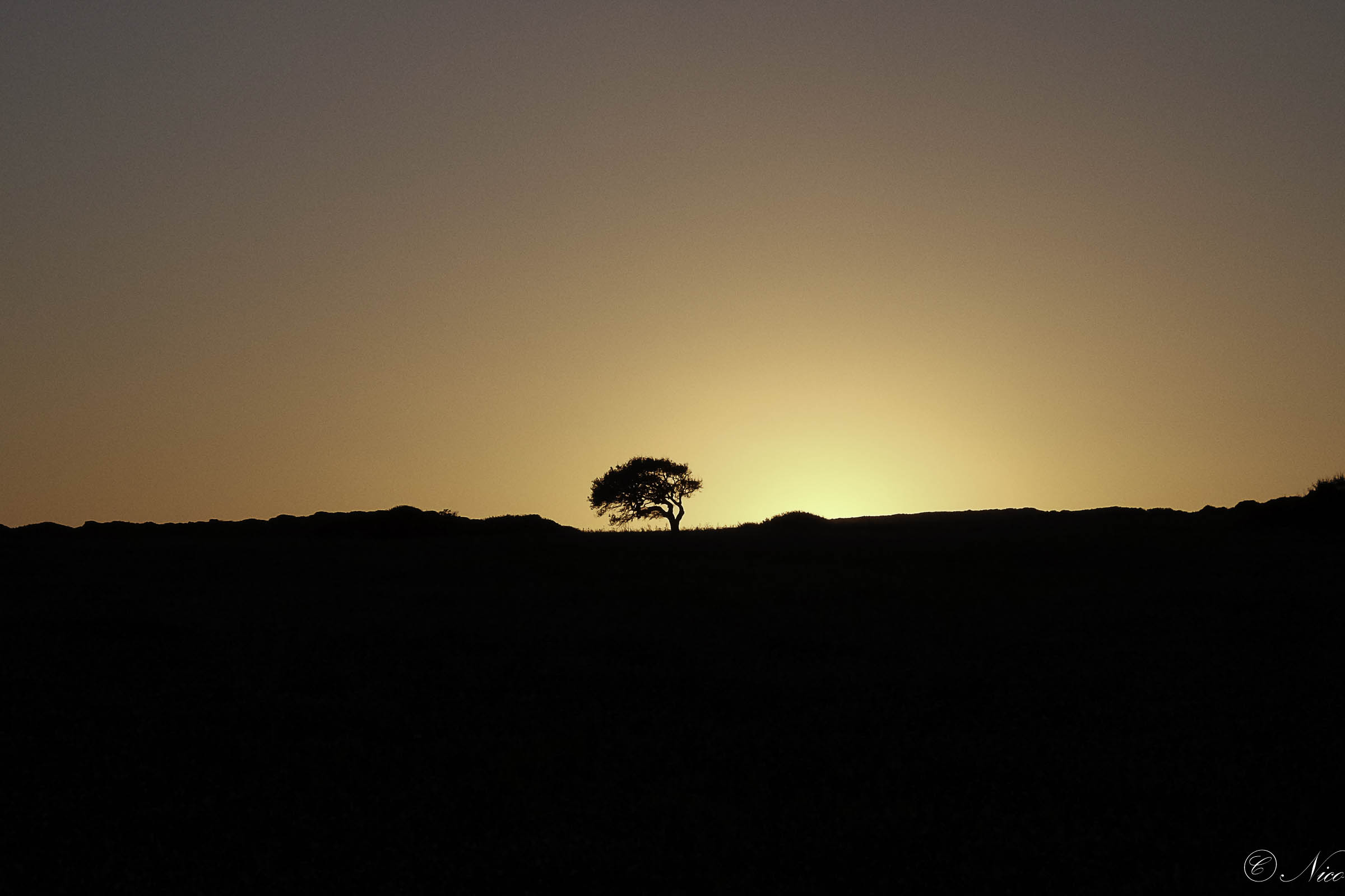 Tramonto tra gli alberi tesi dal vento
