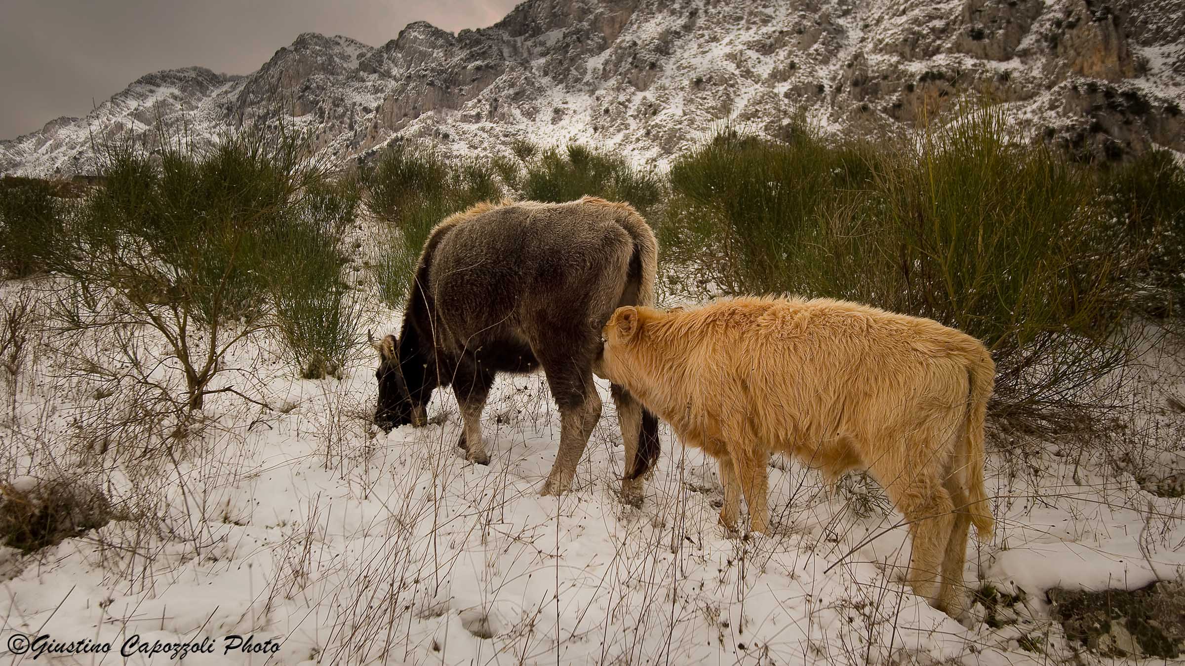 Mucche e neve