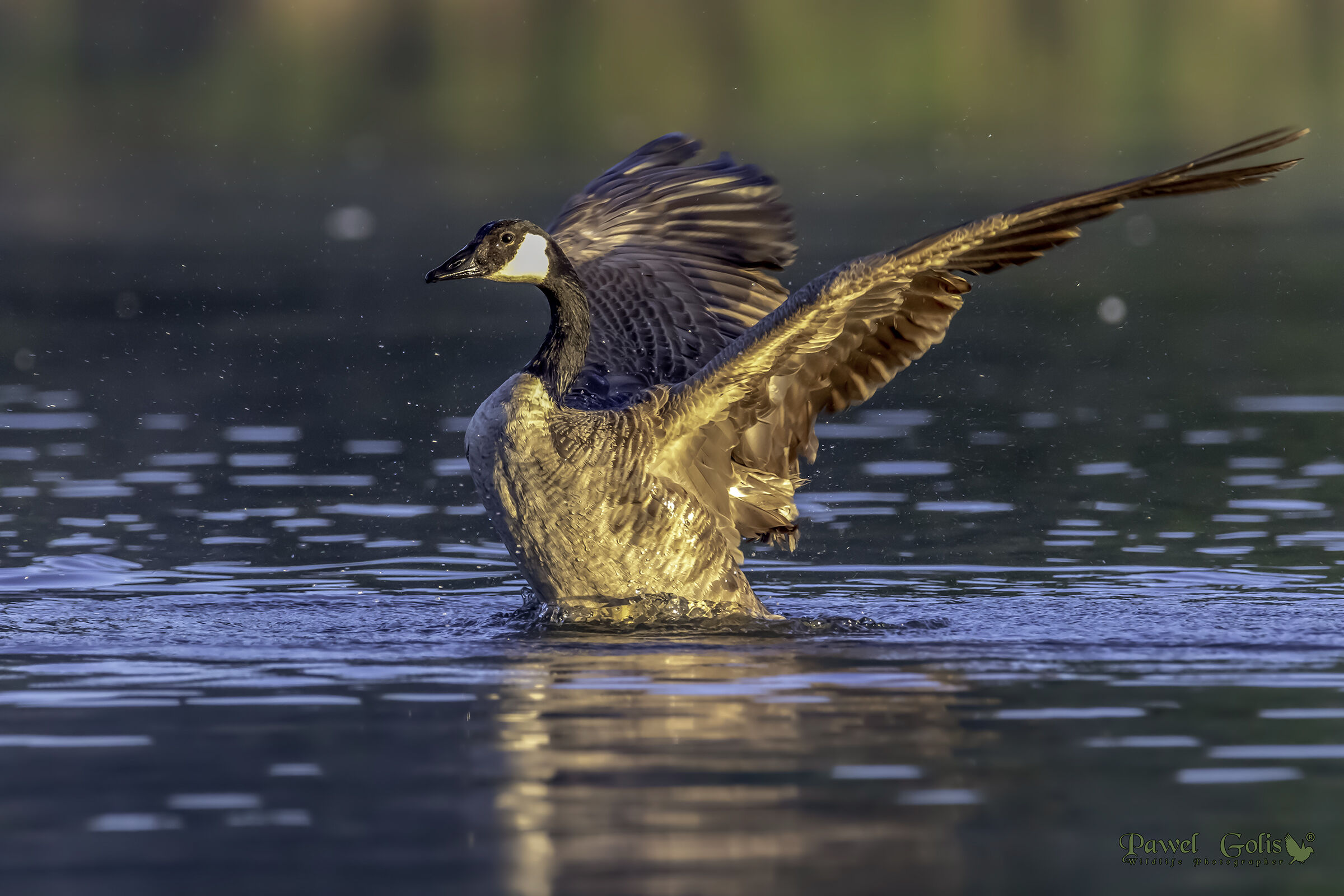 Oca canadese (Branta canadensis)