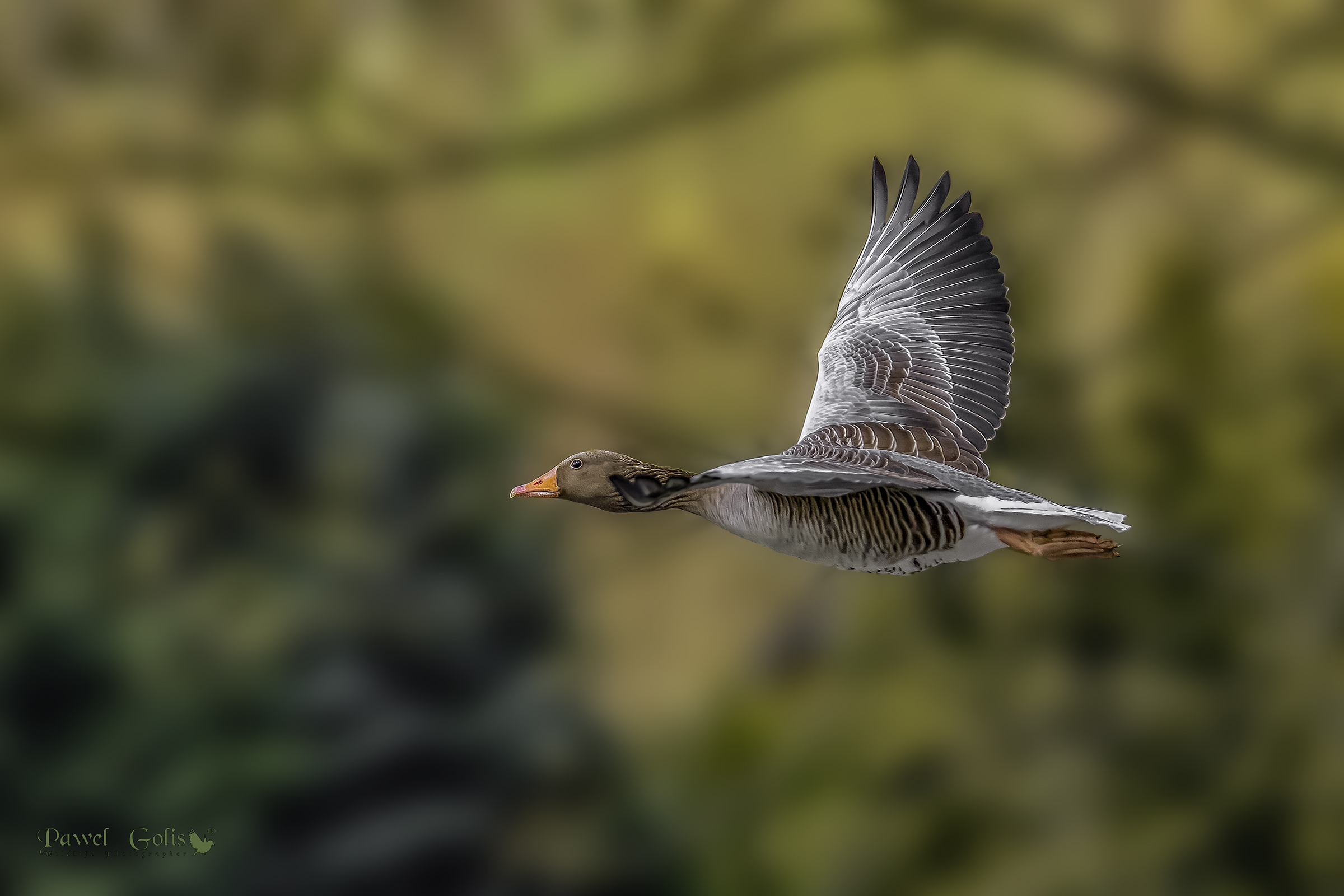 Greylag goose (Anser anser) in Fly