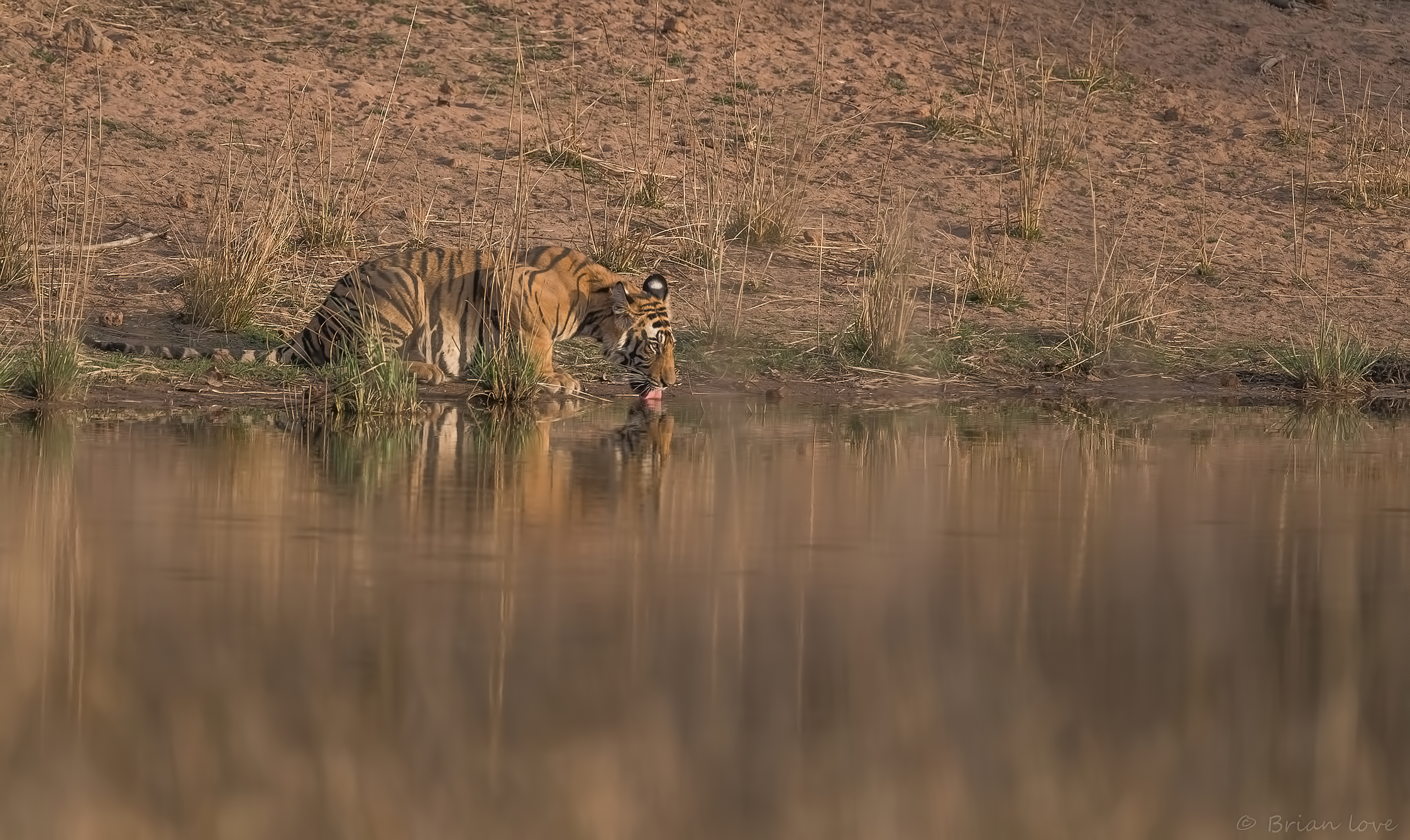 40C - You would be thirsty too!