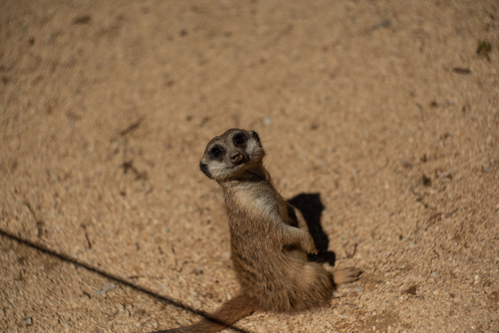 Curious suricate