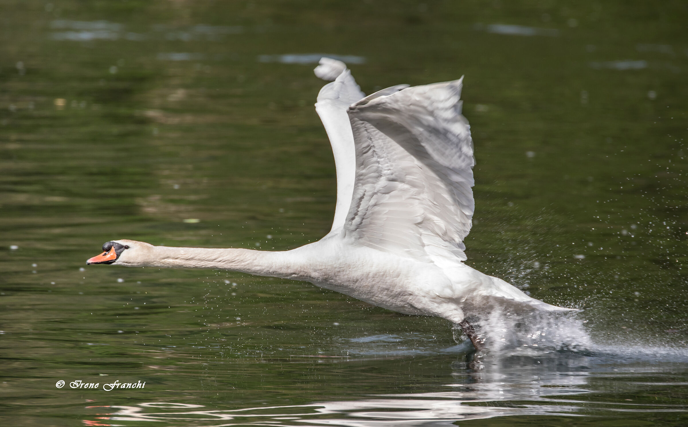 The Swan takeoff