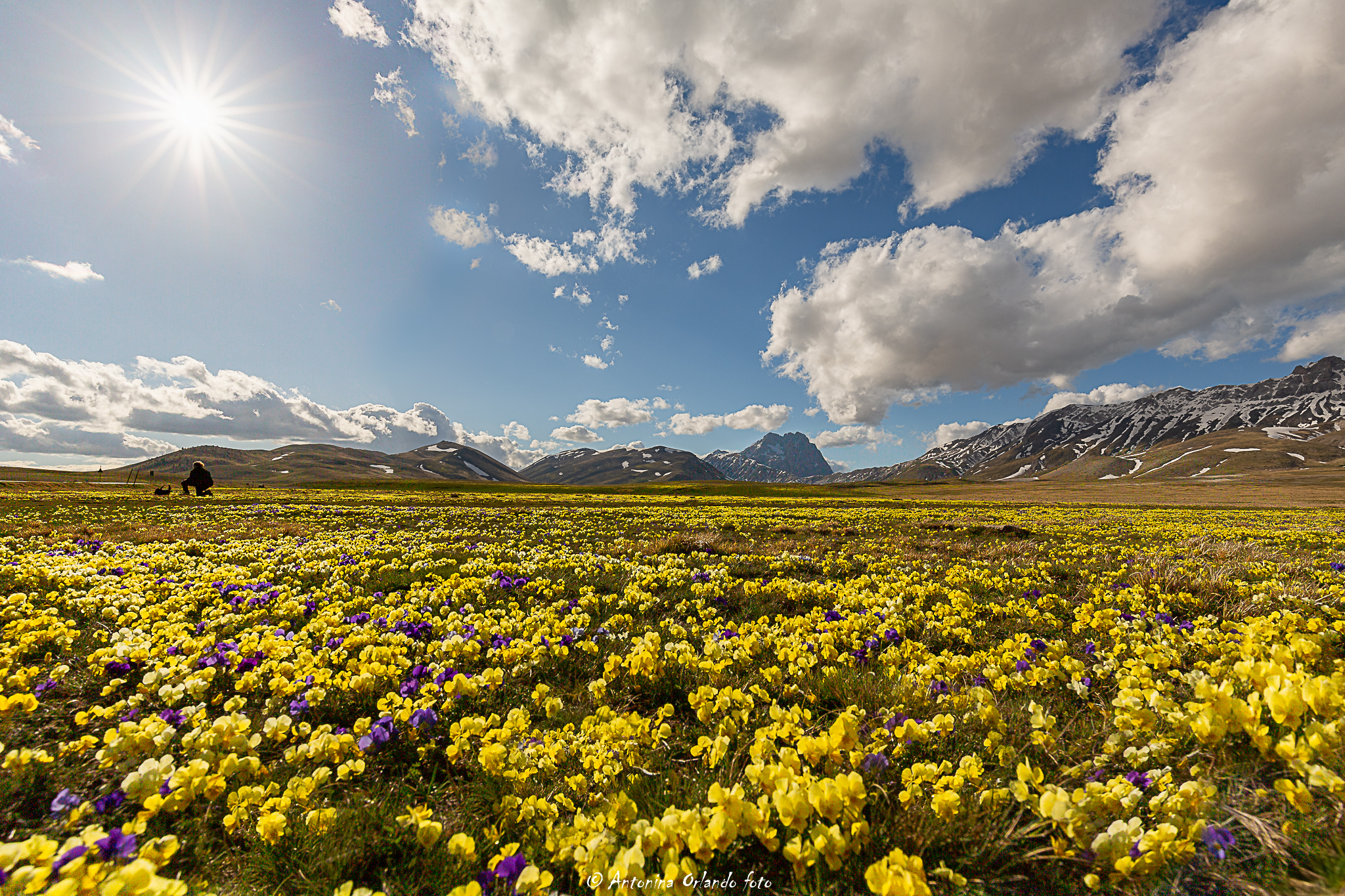 Flowering of Violets on Emperor's Field (AQ)
