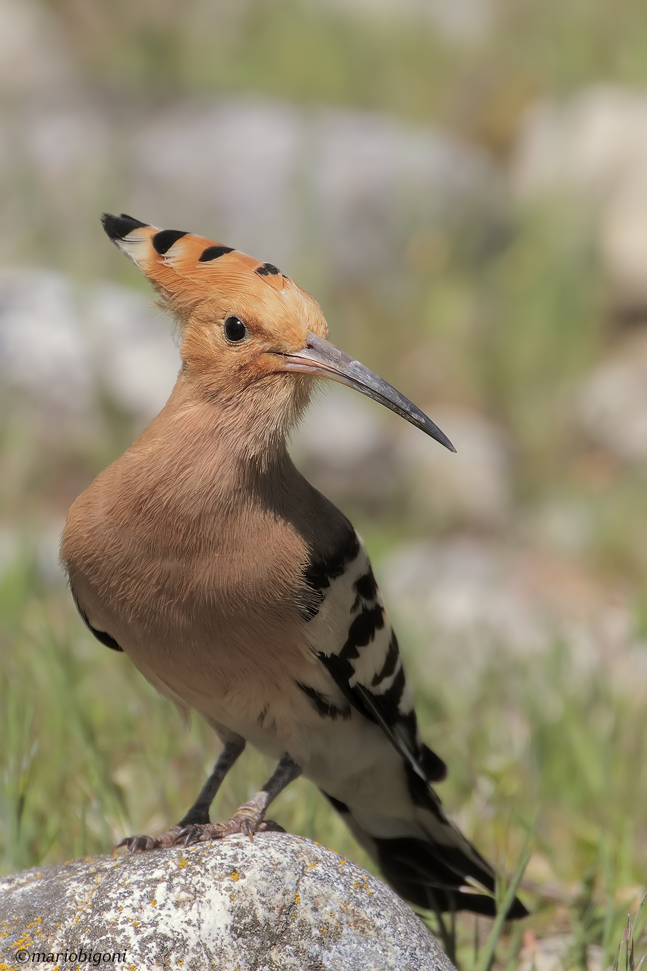Hoopoe