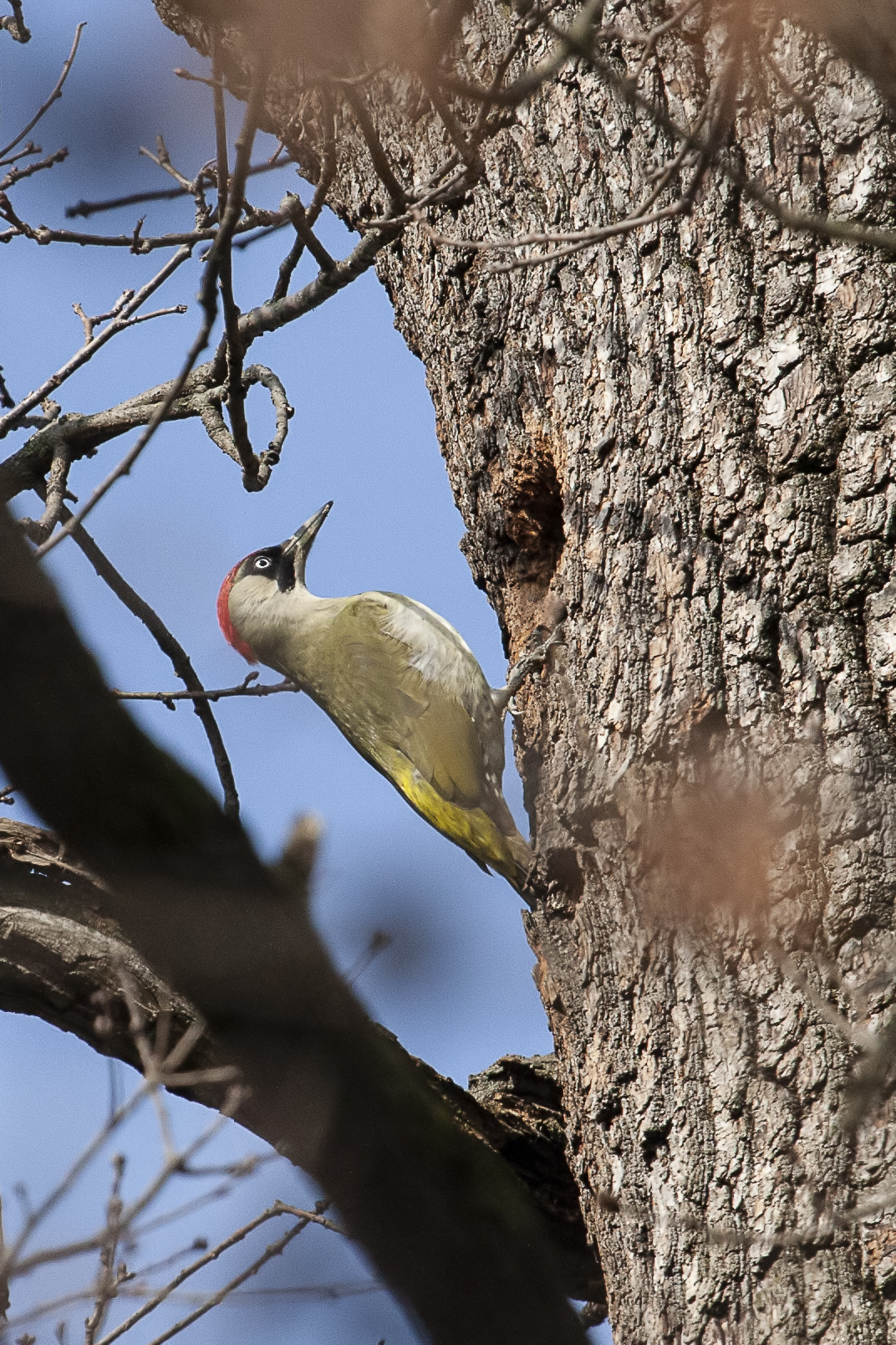 Green Woodpeckers