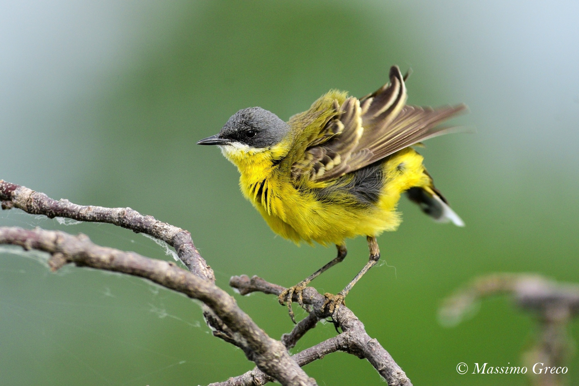 Yellow Wagtail