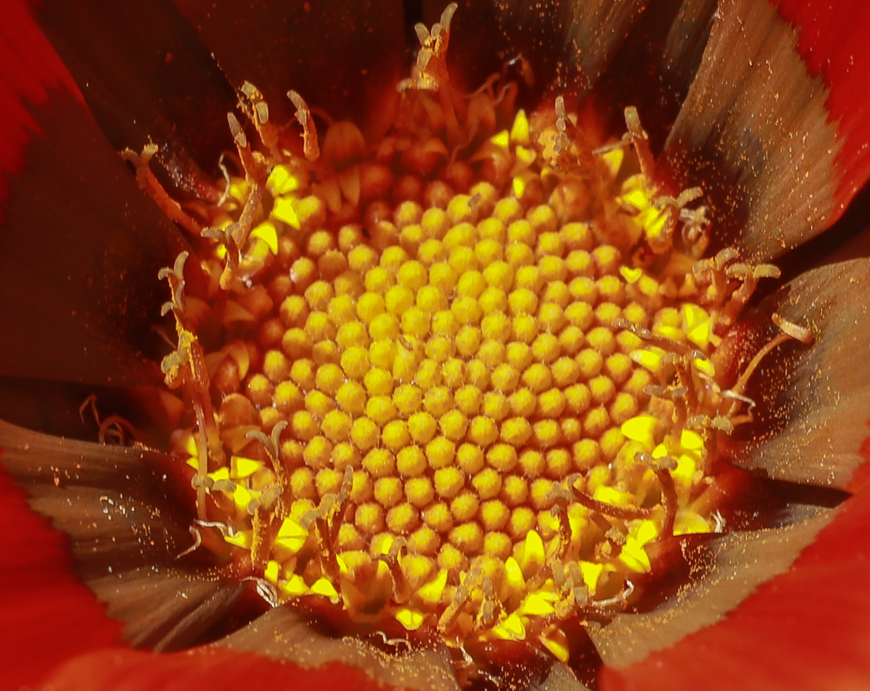 Pollen