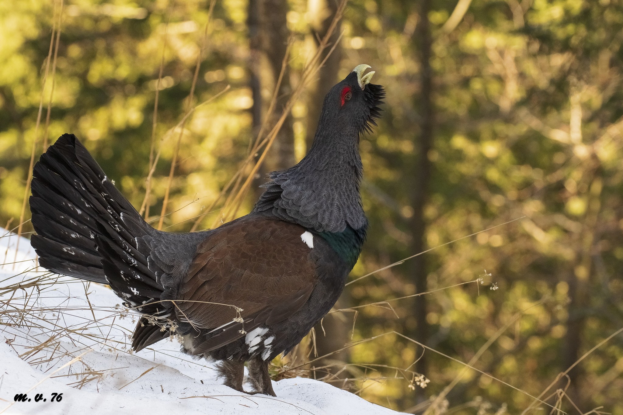 Capercaillie-Urogallo-Tetrao Urogallus