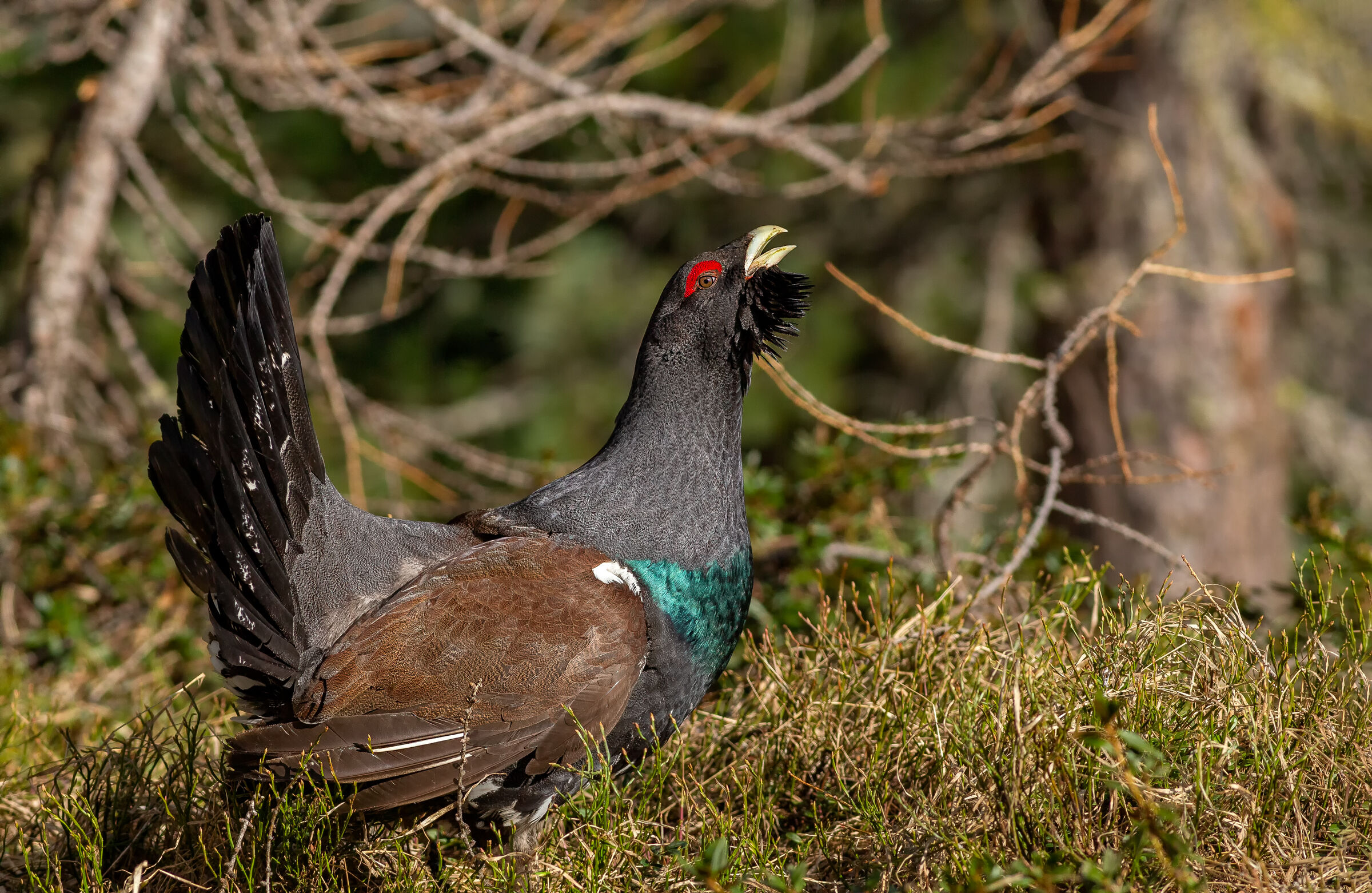 Capercaillie (Tetrao urogallus)
