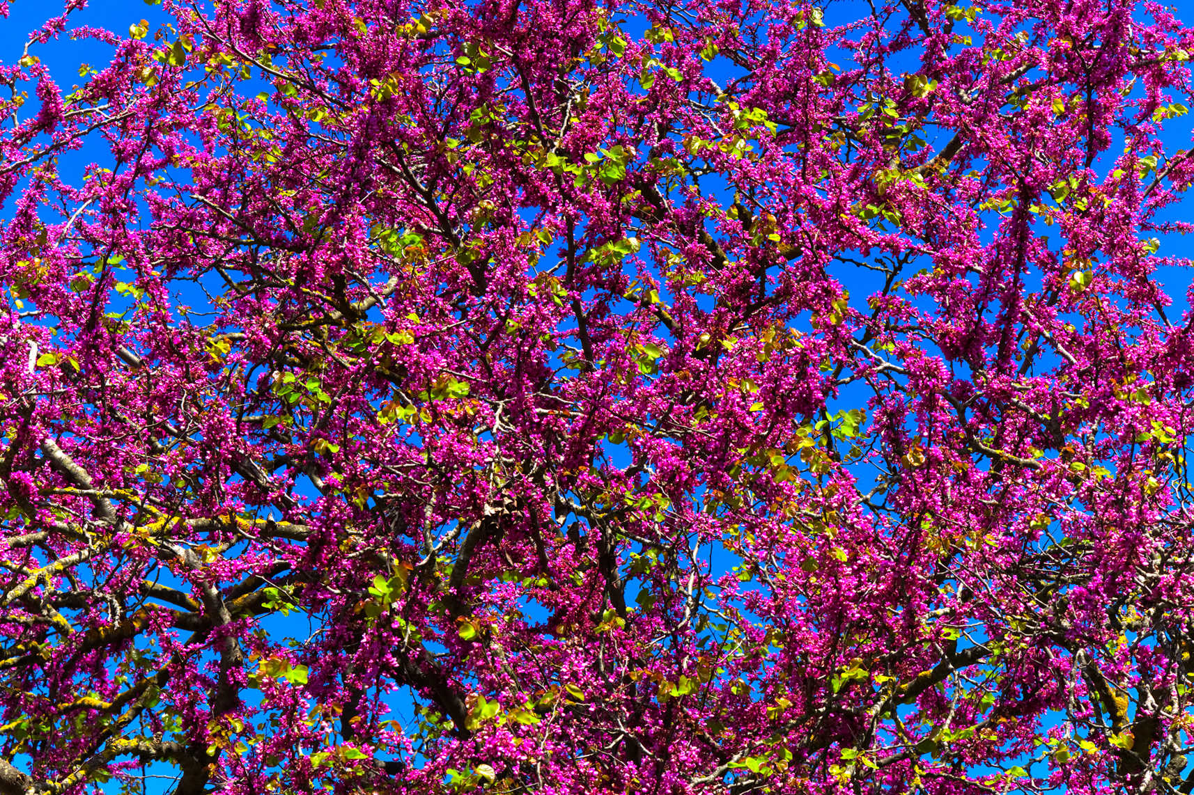 Judas Tree