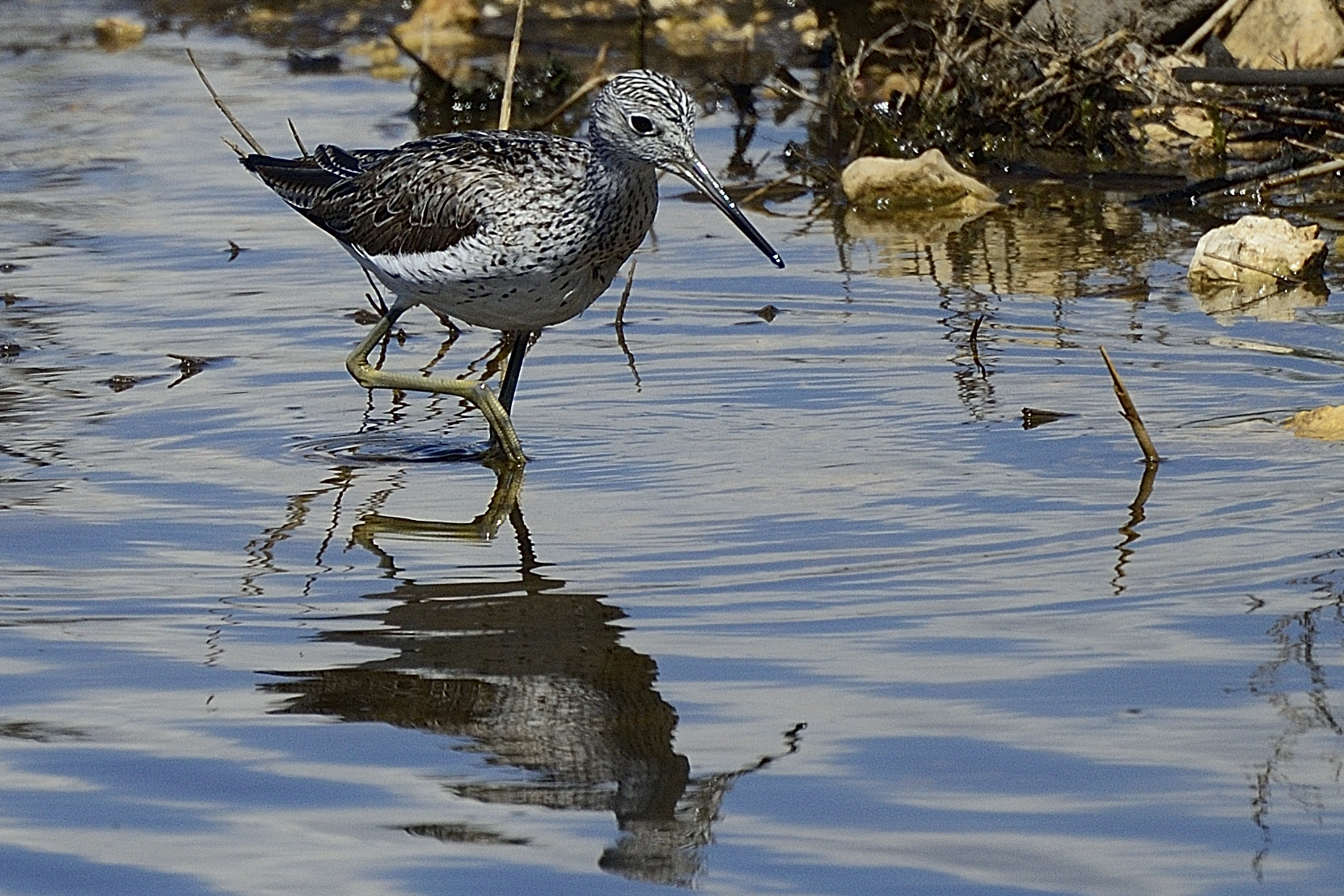 Greenshank