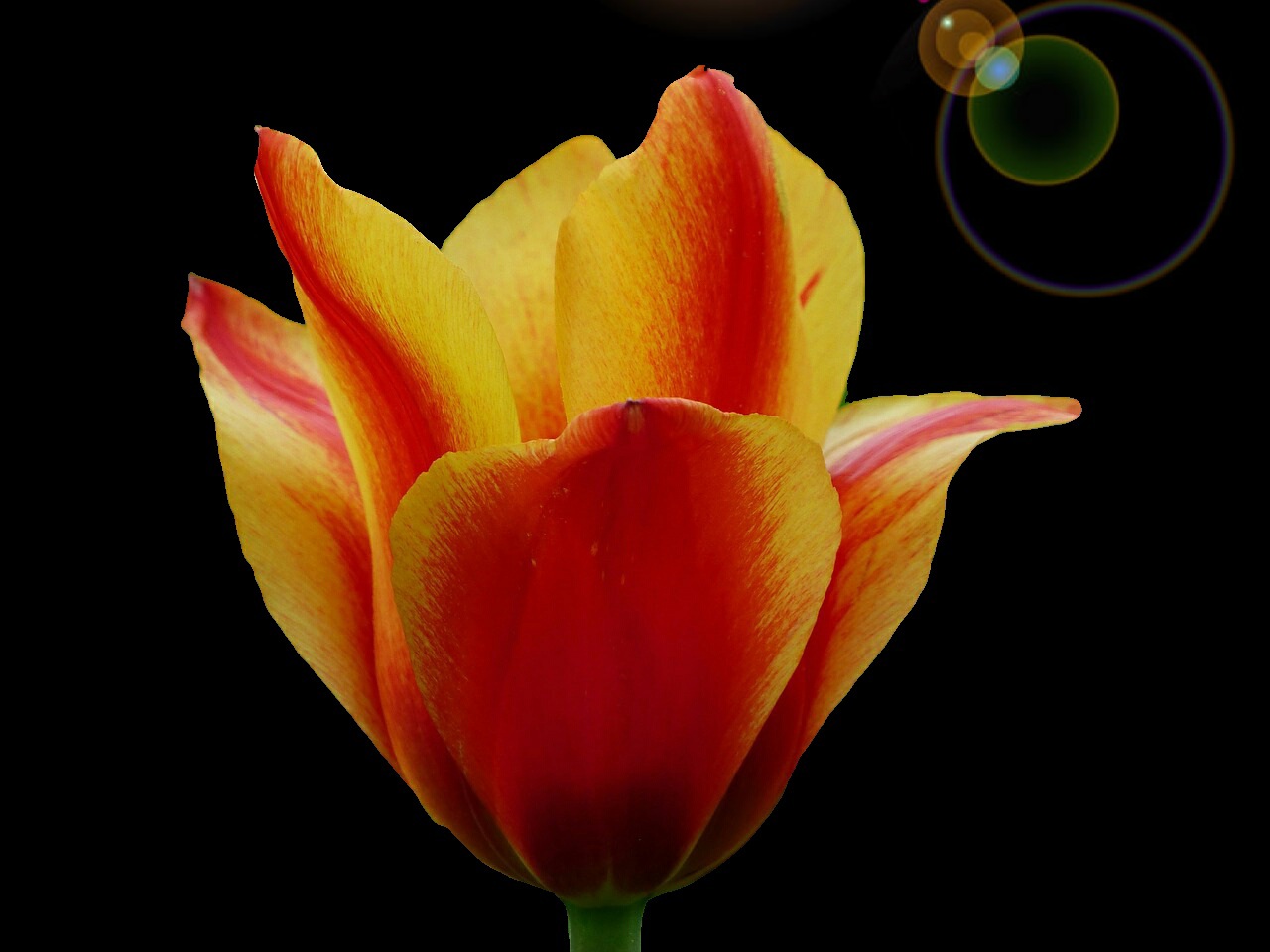 Tulip