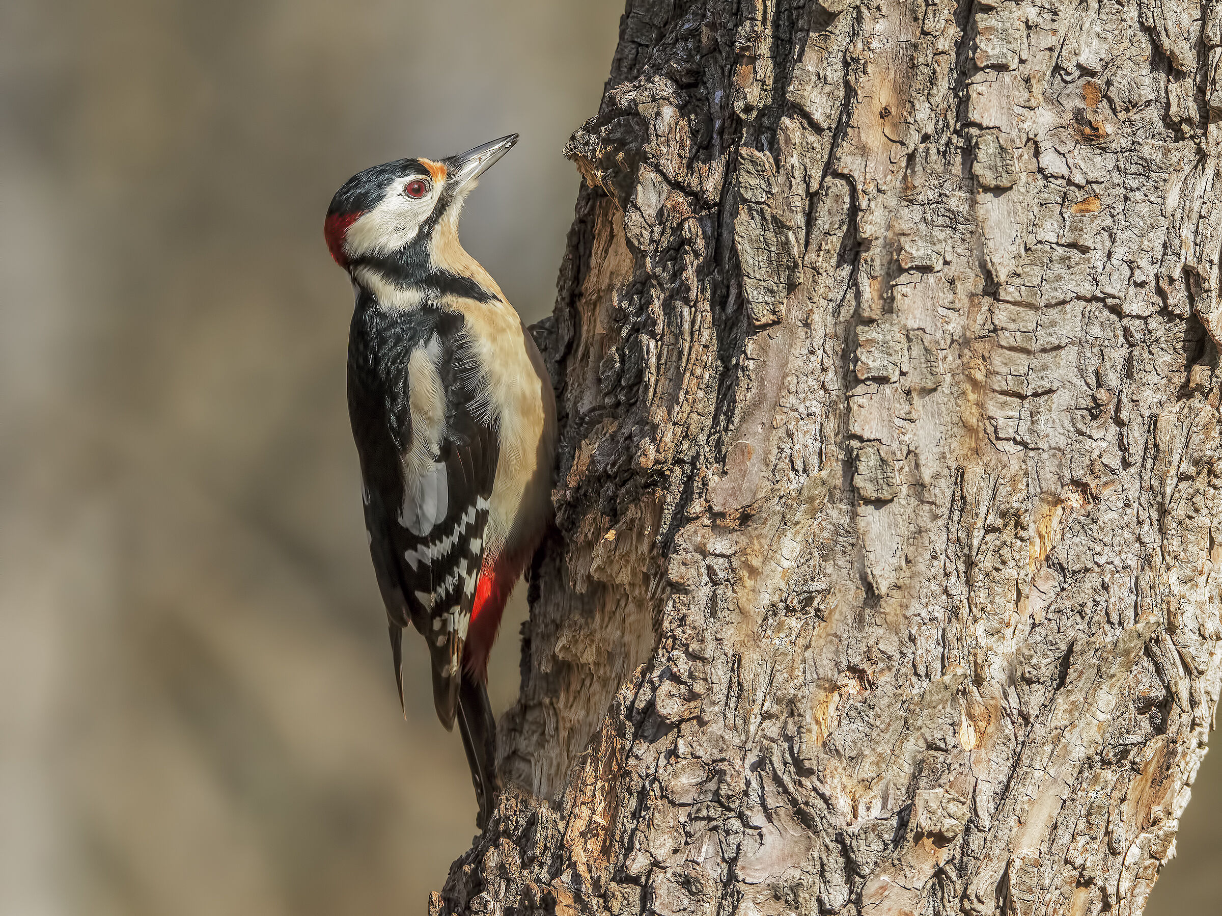 Picchio Rosso Maggiore (M)