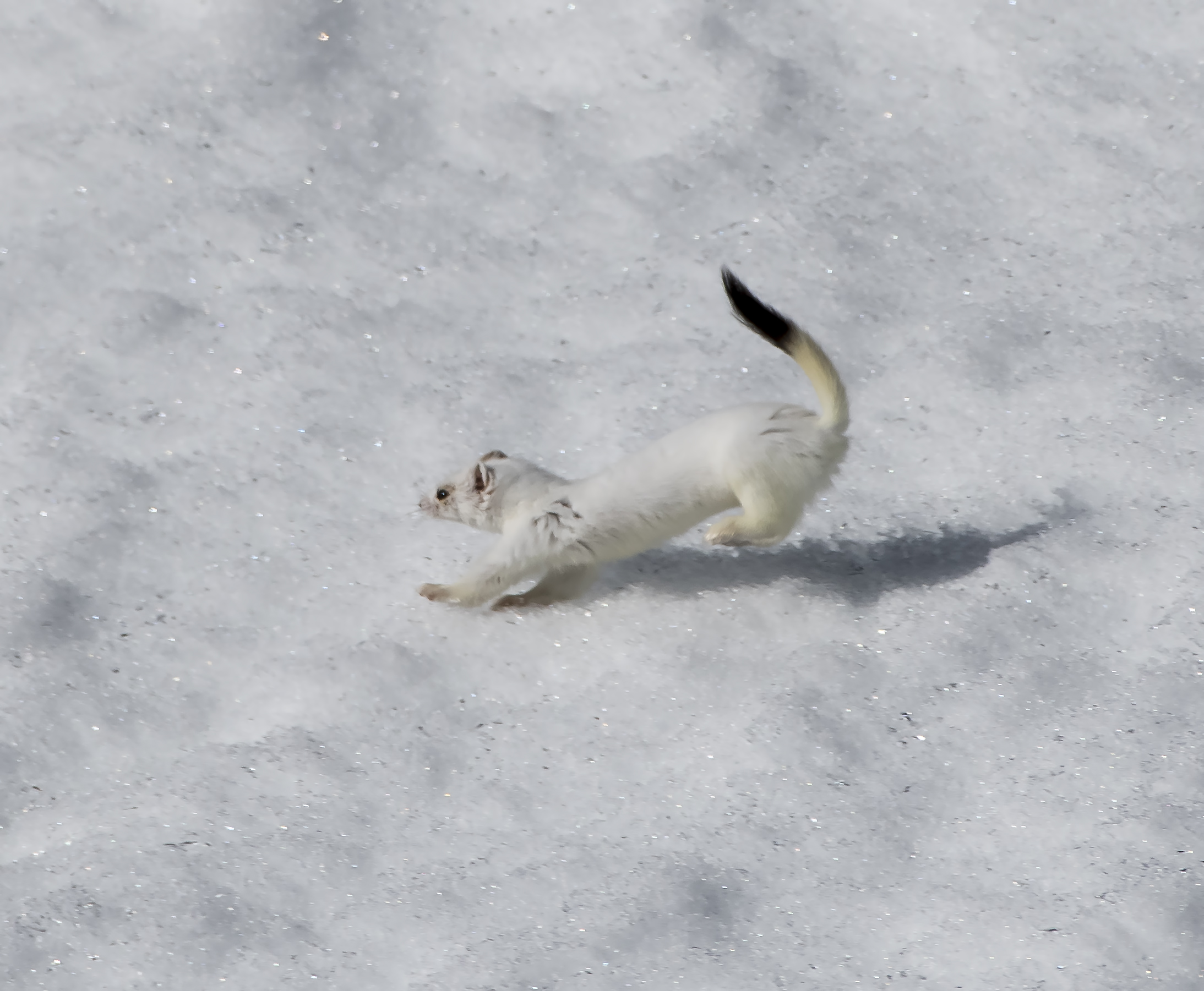 Ermine on the snow