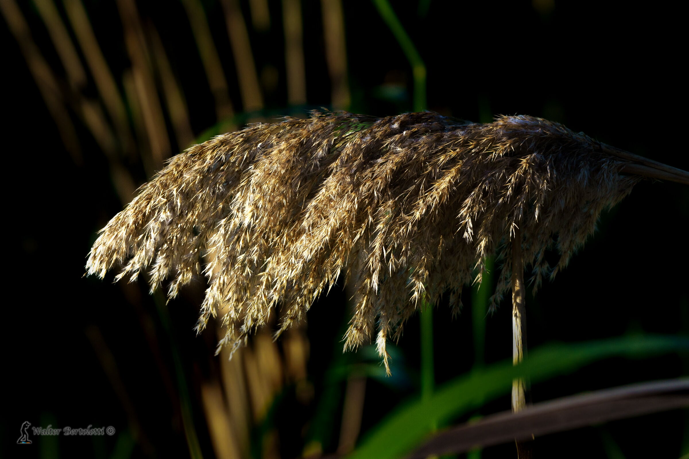 luce e ombra, la natura gioca