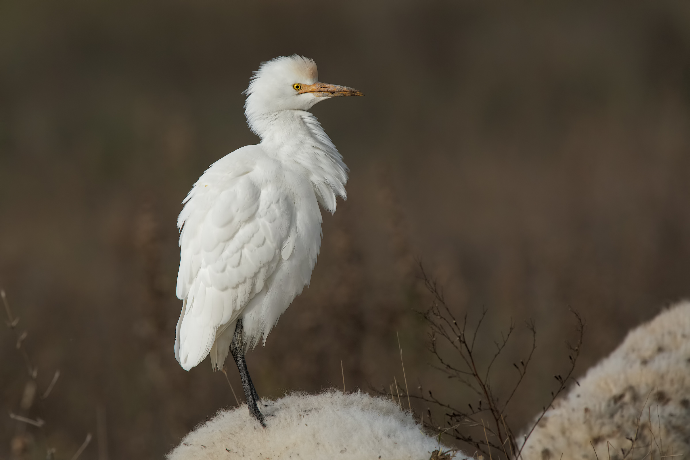 Cattle Egret (Bubulcus ibis)