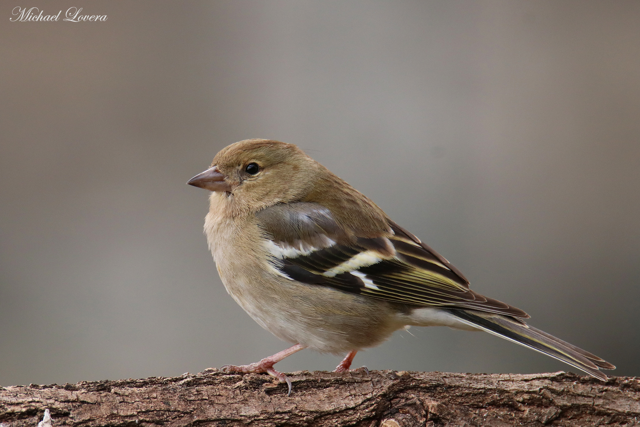Chaffinch