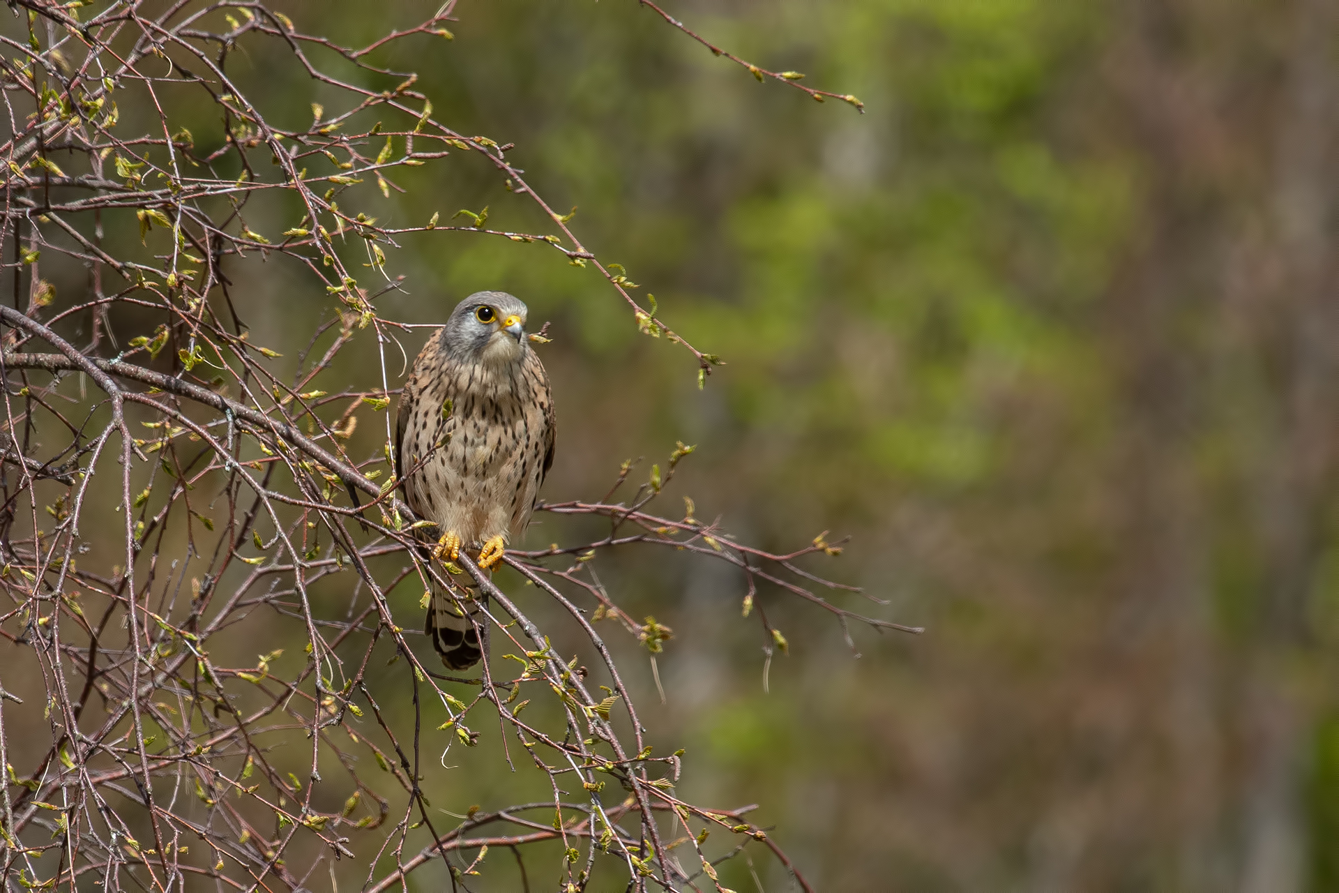 Kestrel