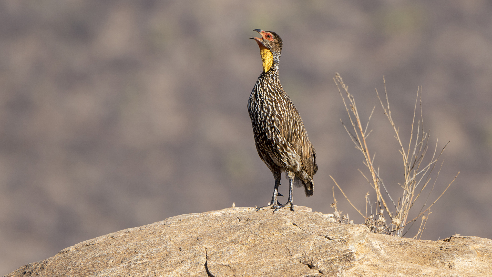 Frankolein alarmerend