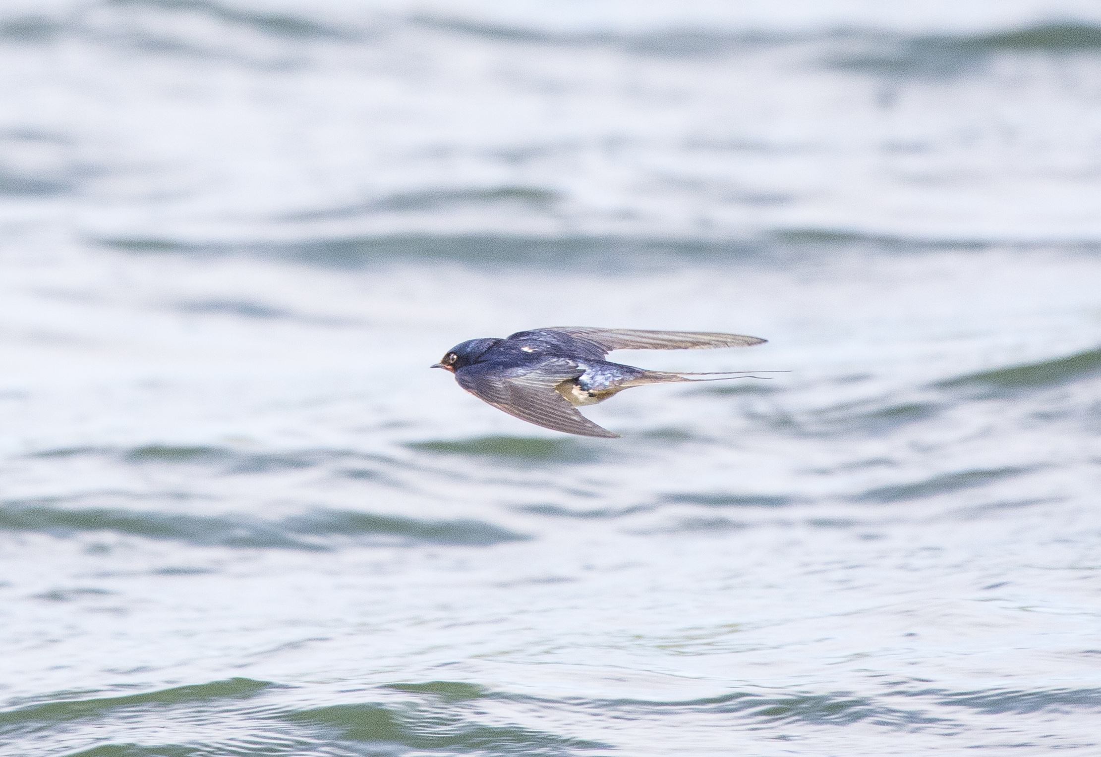 Ritornava una rondine...